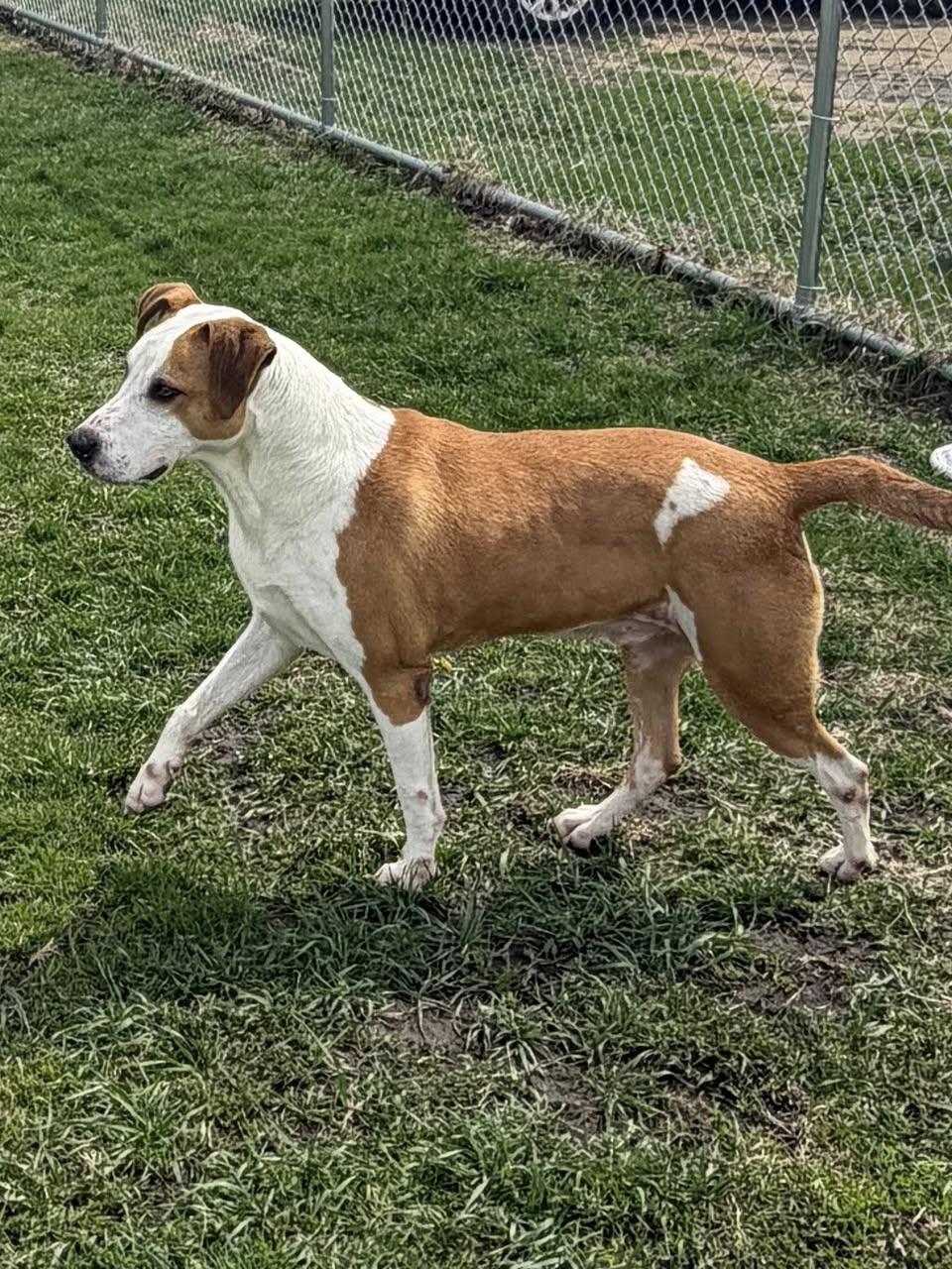 Enlarge Collins, a ADOPTABLE Mixed Breed in Davenport, IA image 1/1