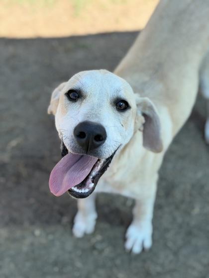 Courage, Adoptable, Young Male Labrador Retriever & Mixed Breed.