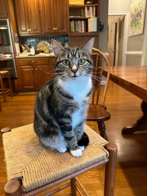 Enlarge Rosy Belle, a Adopted Domestic Short Hair in Winchester, VA image 1/3