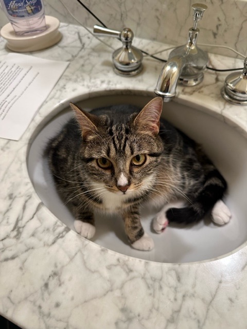 Enlarge Rosy Belle, a Adopted Domestic Short Hair in Winchester, VA image 2/3