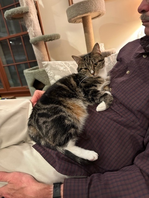 Enlarge Rosy Belle, a Adopted Domestic Short Hair in Winchester, VA image 3/3