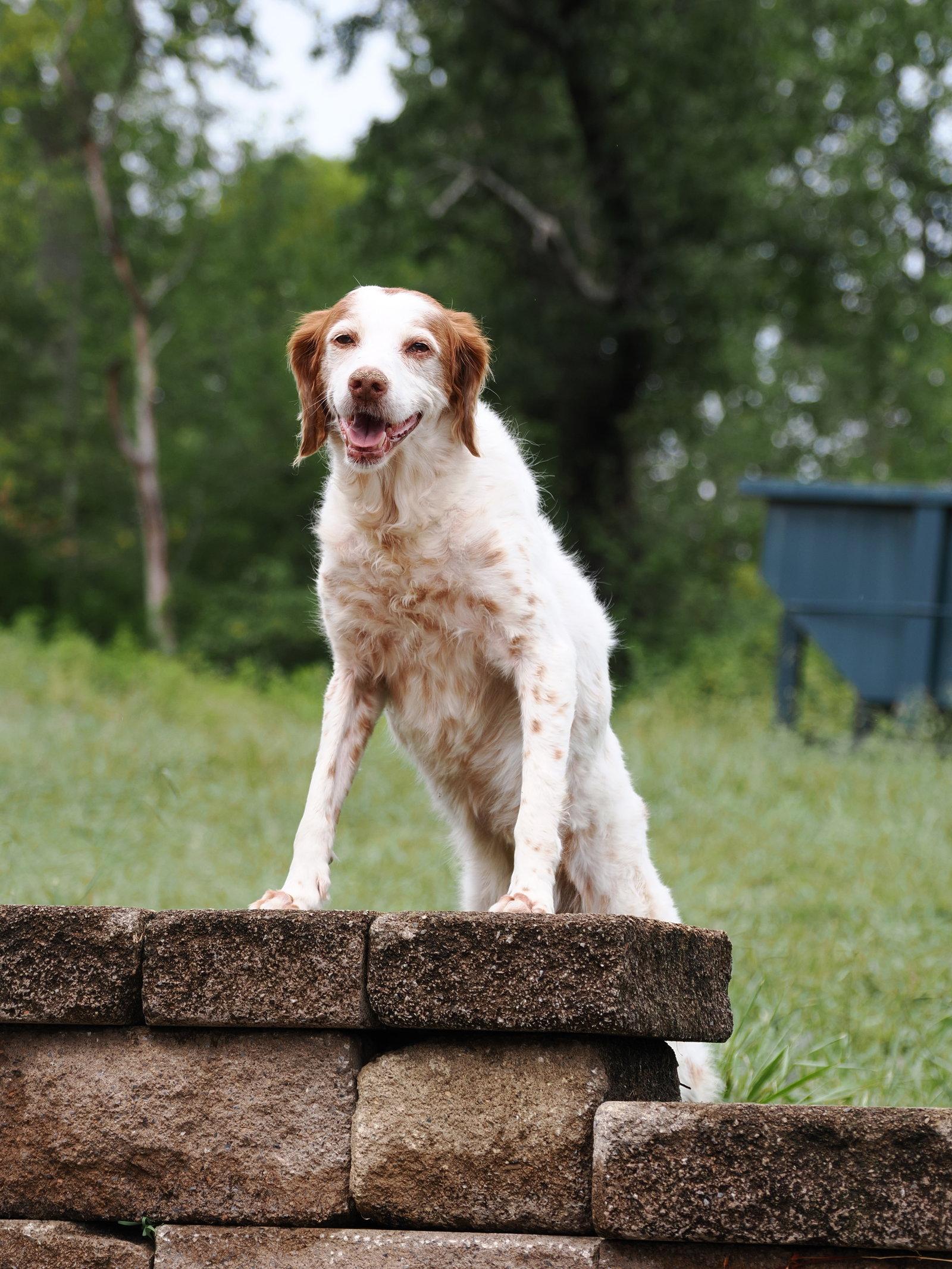 Enlarge TN/Bailey (PENDING), a Adoptable Brittany Spaniel in Baldwinsville, NY image 1/3