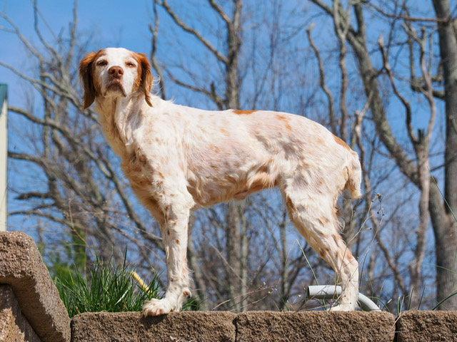 Enlarge TN/Bailey (PENDING), a Adoptable Brittany Spaniel in Baldwinsville, NY image 2/3