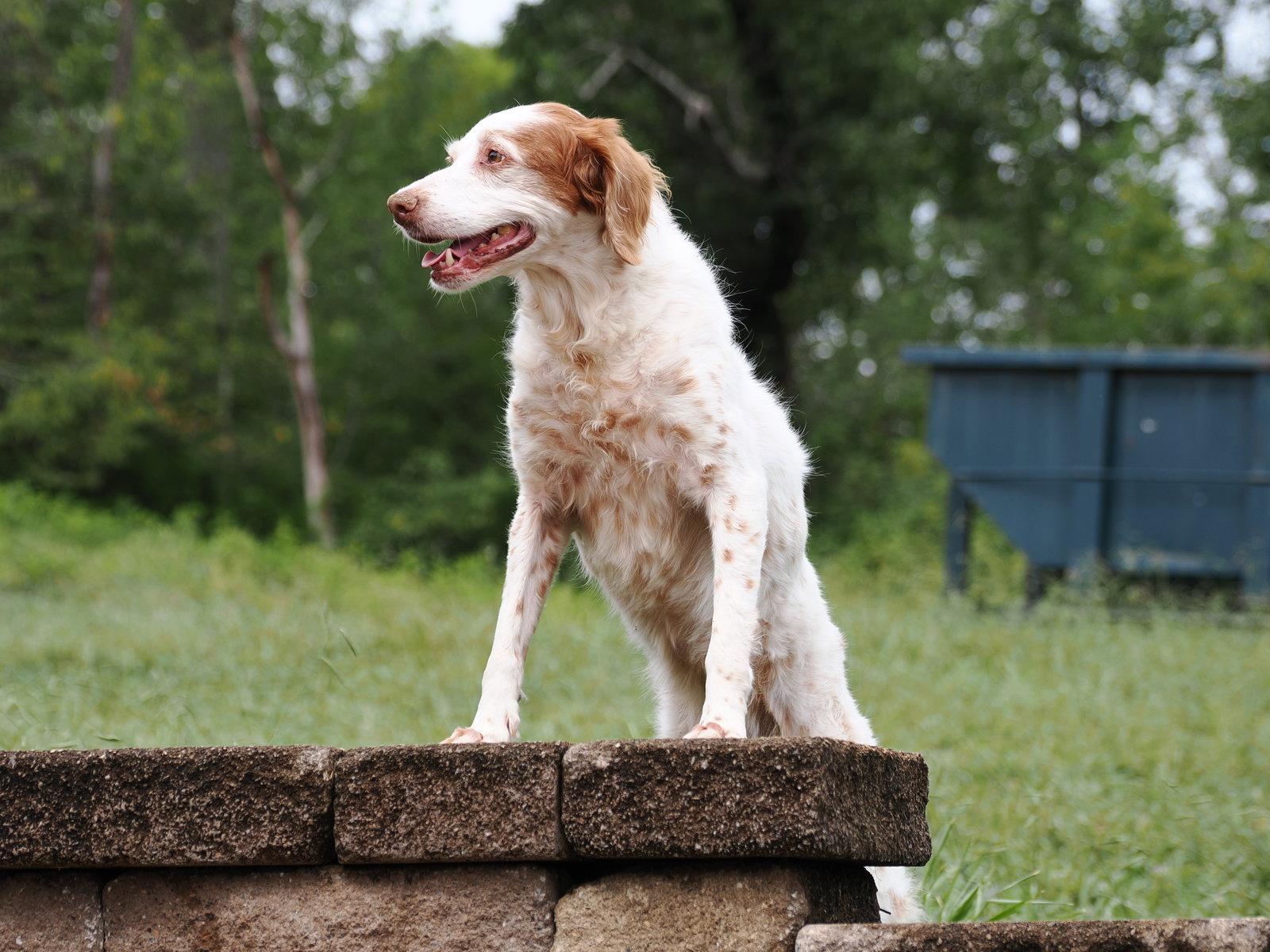 Enlarge TN/Bailey (PENDING), a Adoptable Brittany Spaniel in Baldwinsville, NY image 3/3