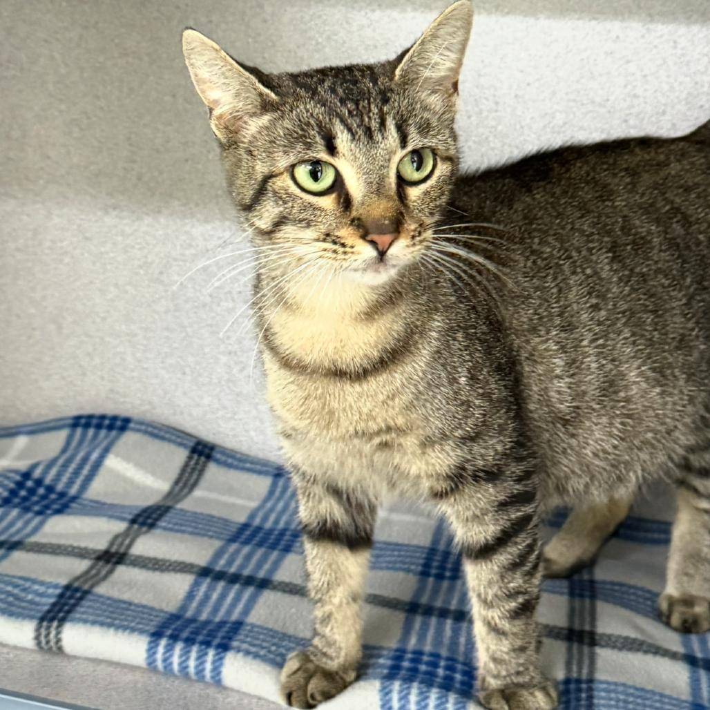 Enlarge Cupcake, a Adoptable Domestic Short Hair in Newport, TN image 1/1