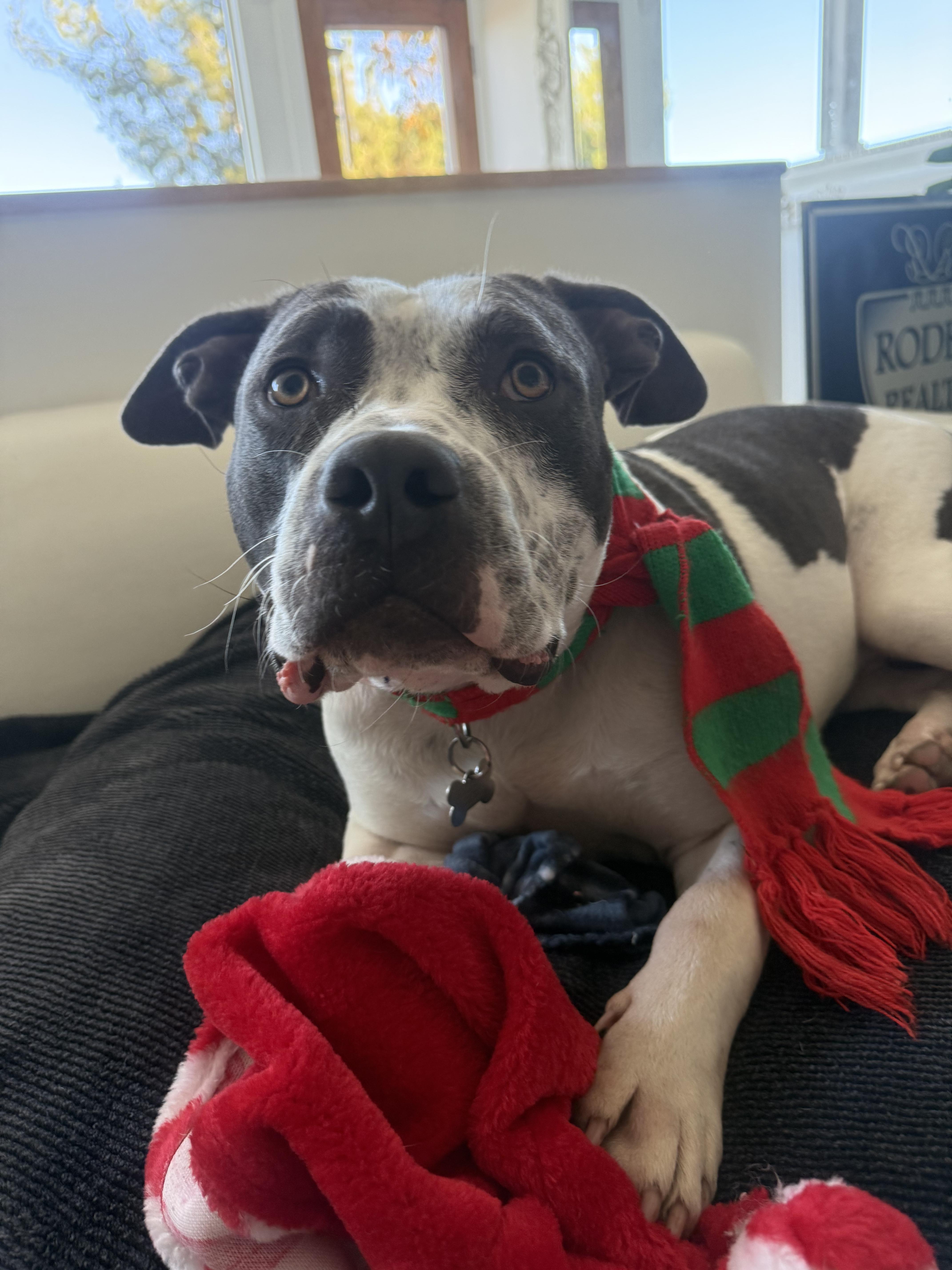 Jordie, a Adoptable mixed breed in Ojai, CA image 4/5