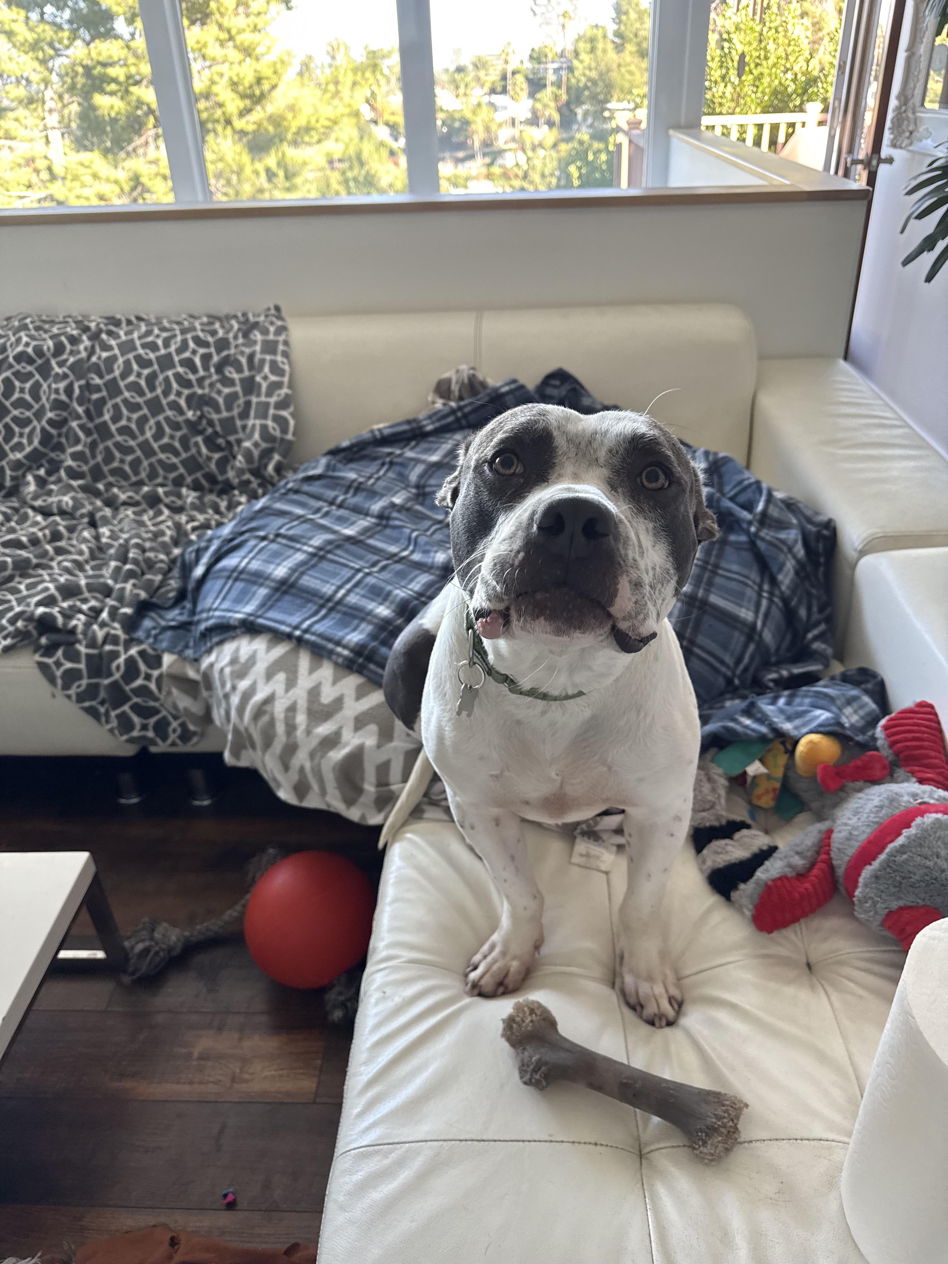 Jordie, Adoptable, Adult Male Staffordshire Bull Terrier.