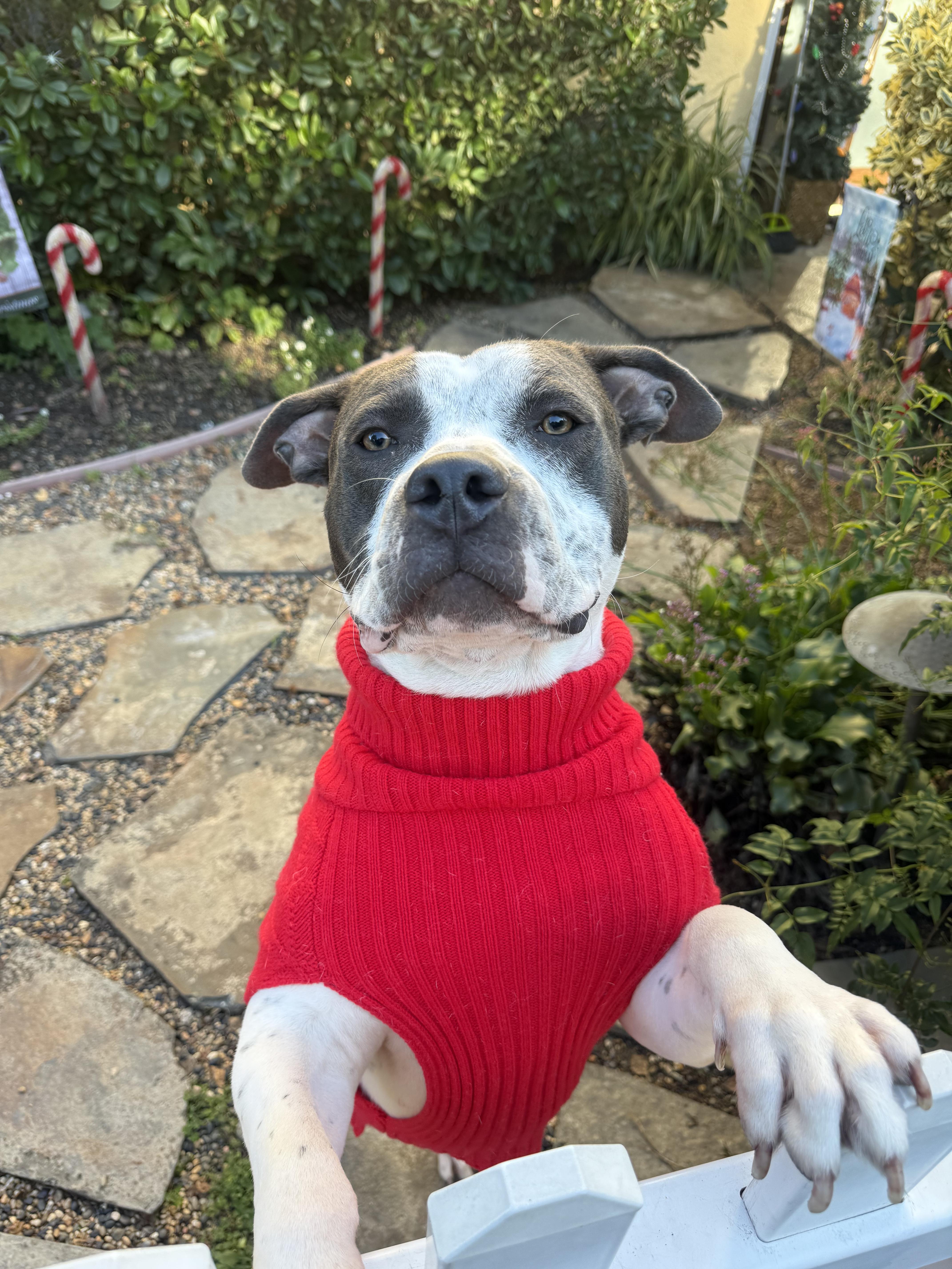 Jordie, a Adoptable mixed breed in Ojai, CA image 2/5