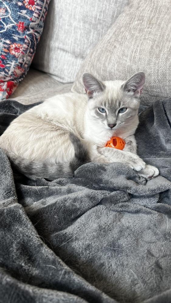 Enoki, Adoptable, Kitten Female Maine Coon & Siamese.