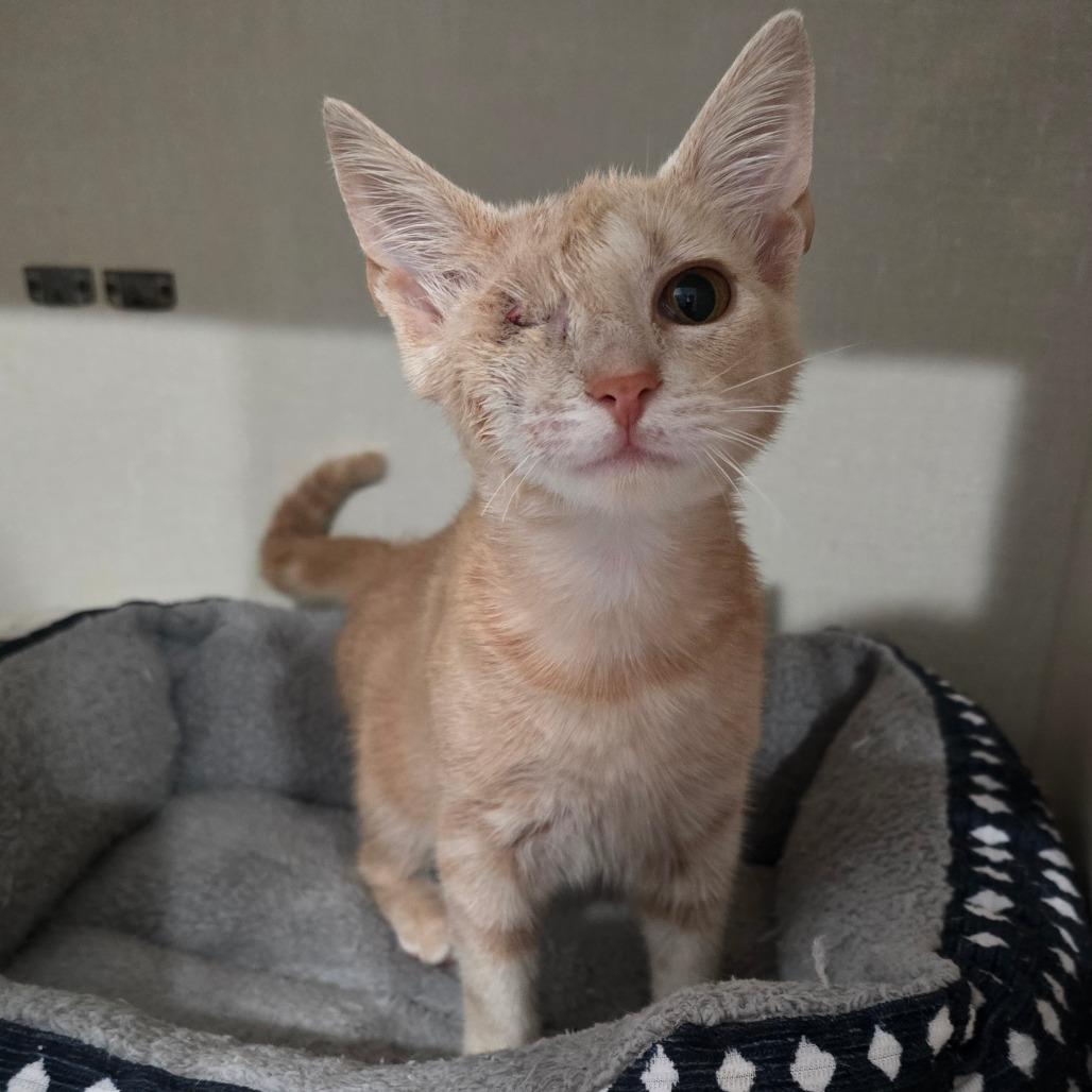 Davey, Adoptable, Kitten Male Domestic Short Hair.