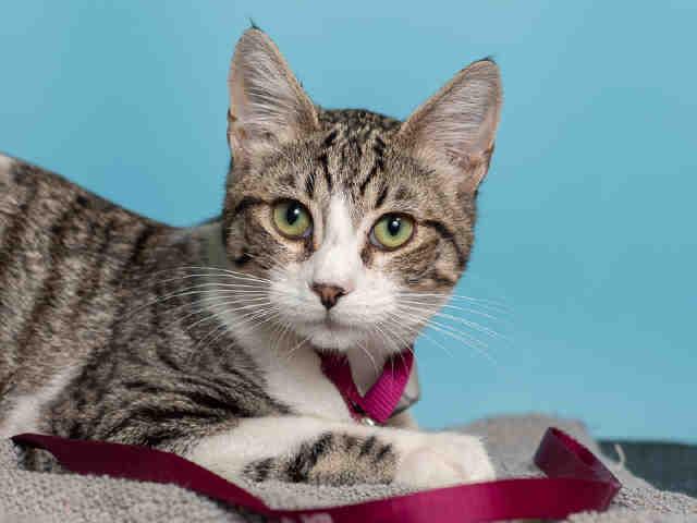 MAX, Adoptable, Adult Male Domestic Short Hair.