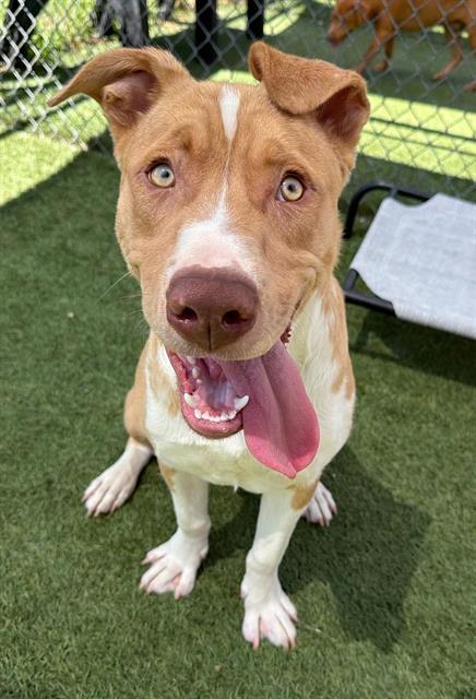 TRAVELER, Adoptable, Young Male Mixed Breed.