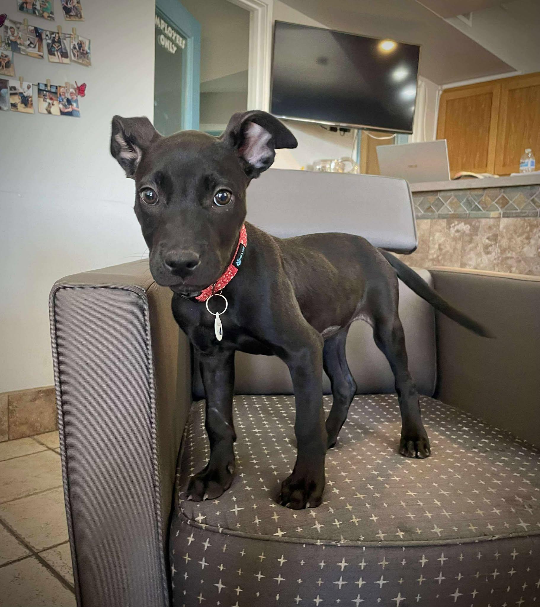 Agave, Baby Female Black Labrador Retriever