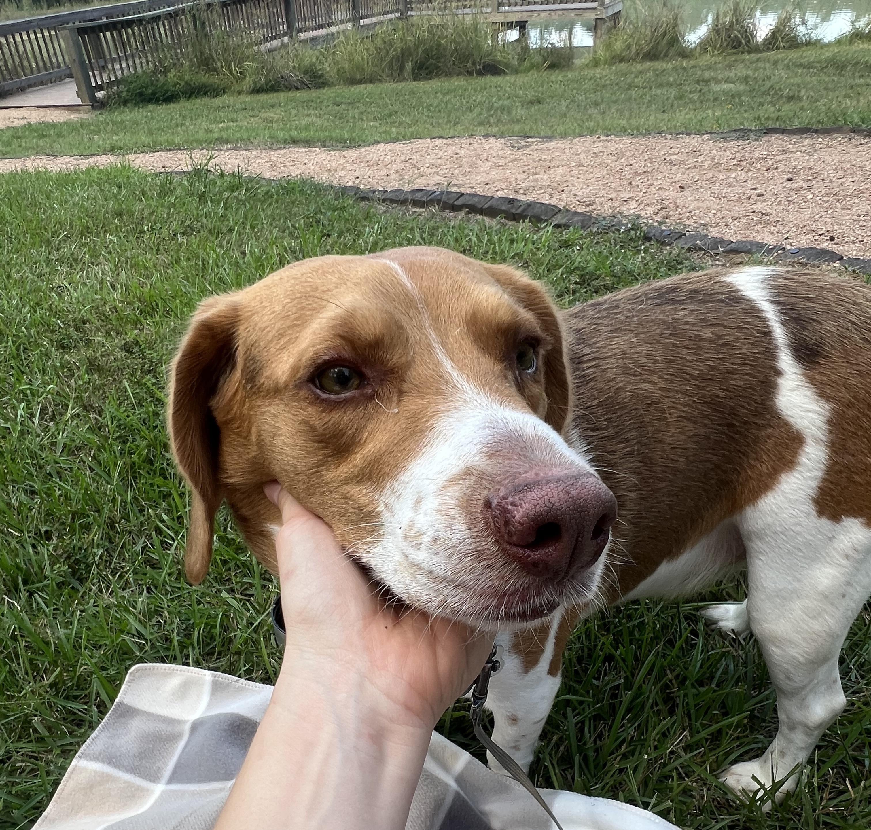 Dog for adoption - Mort, a Beagle Mix in Atlanta, GA | Petfinder