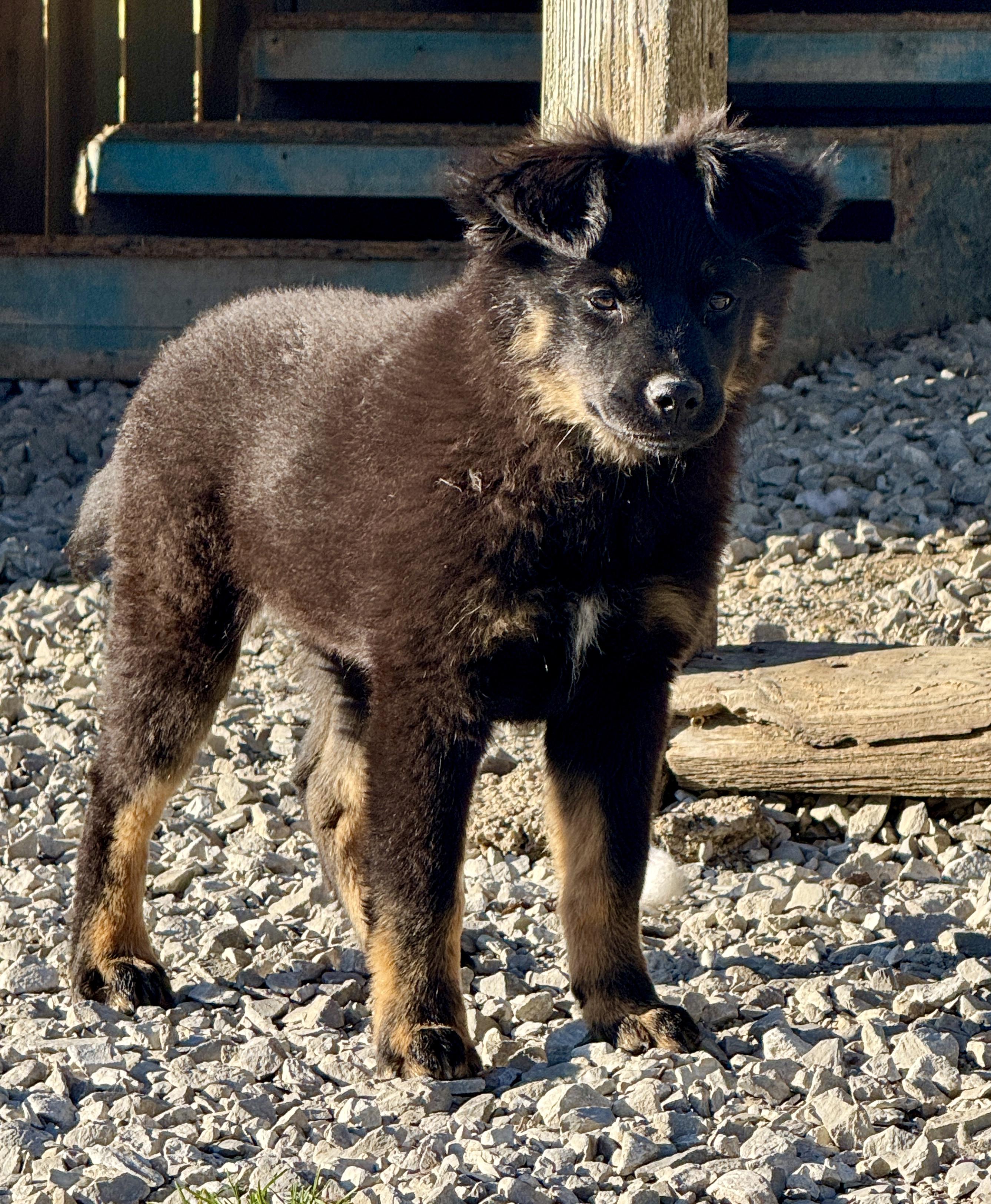 Enlarge Ellie, a Adoptable mixed breed in Hartford, KY image 3/3