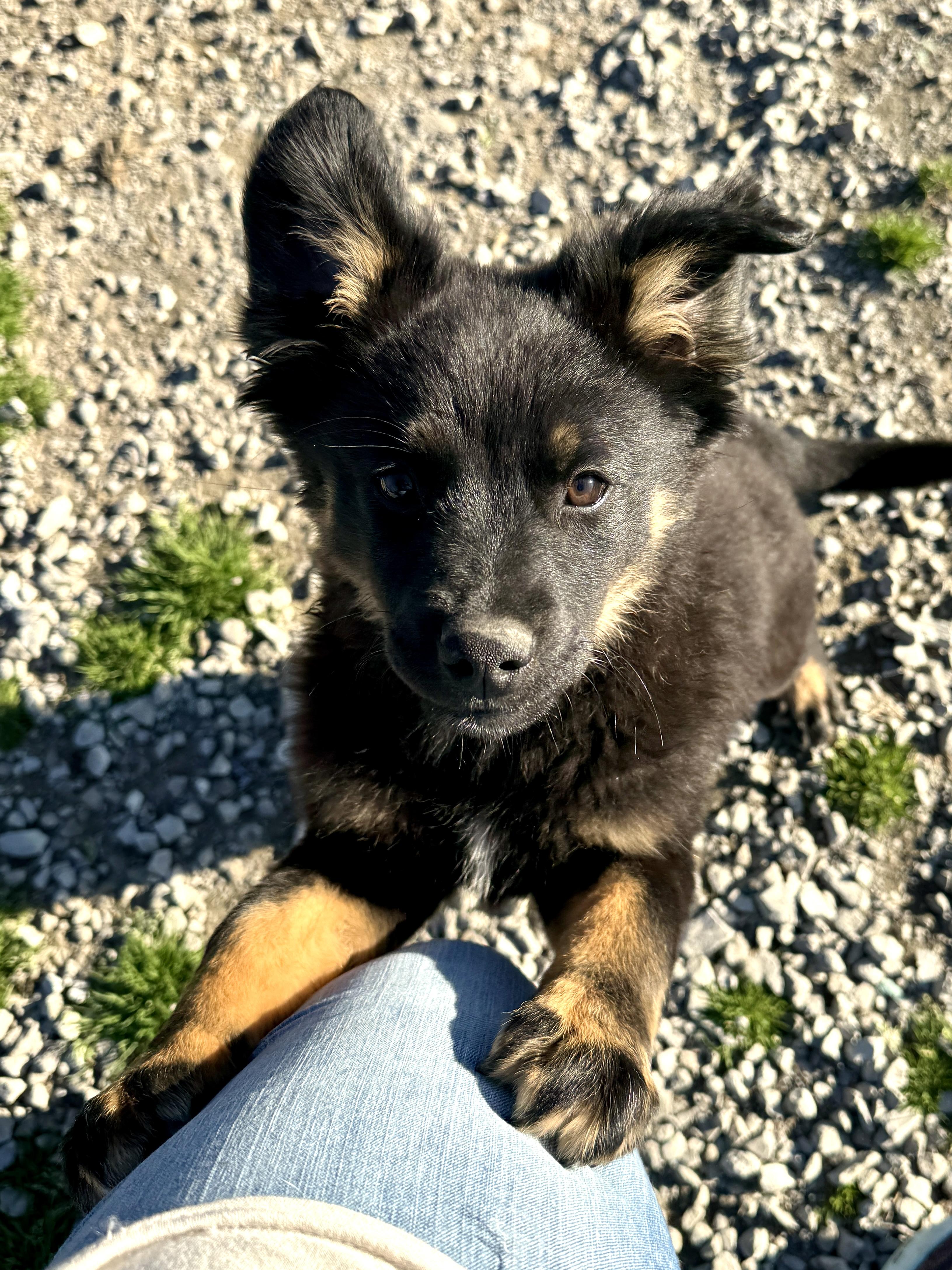 Enlarge Ellie, a Adoptable mixed breed in Hartford, KY image 1/3