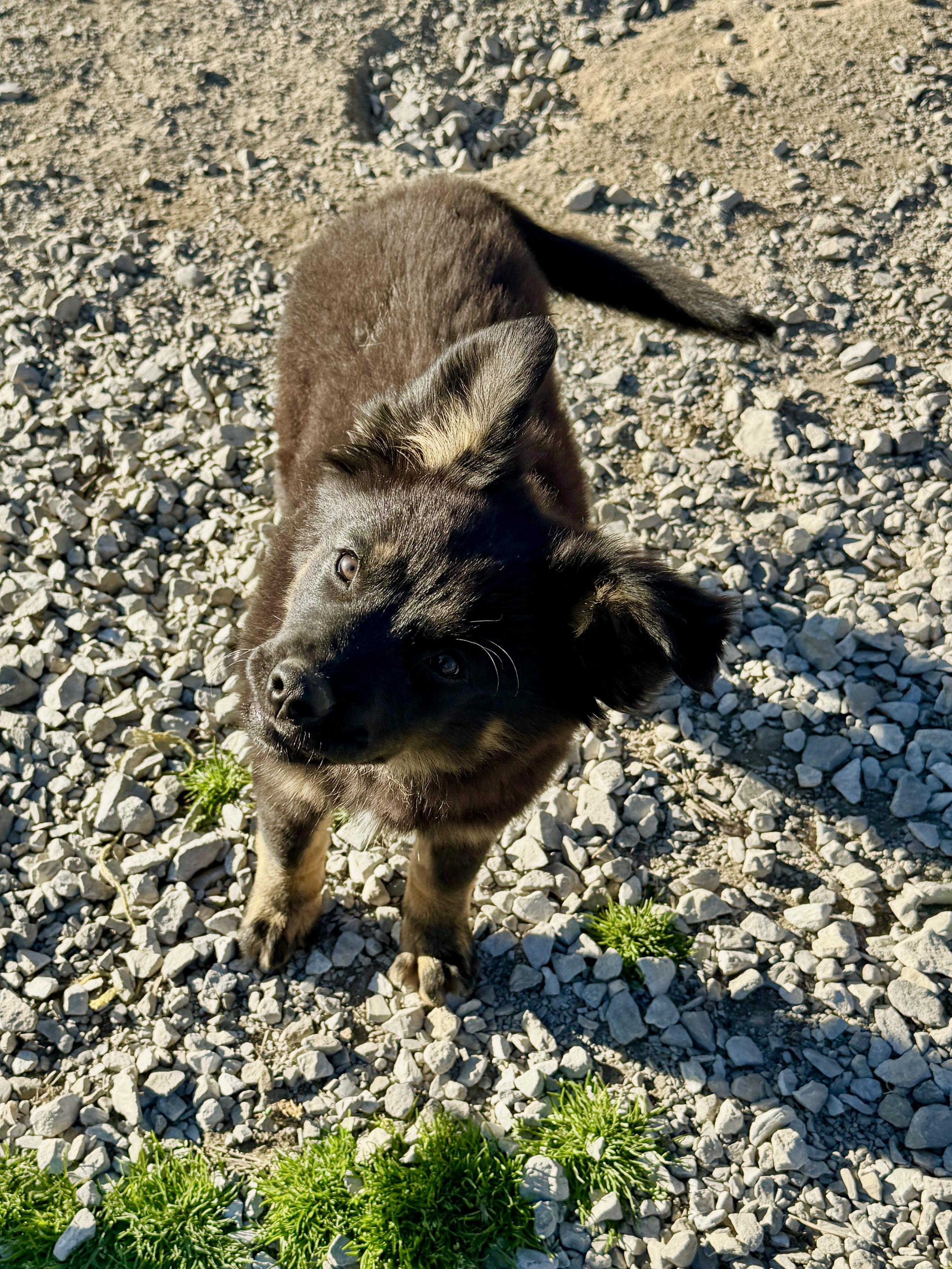 Enlarge Ellie, a Adoptable mixed breed in Hartford, KY image 2/3