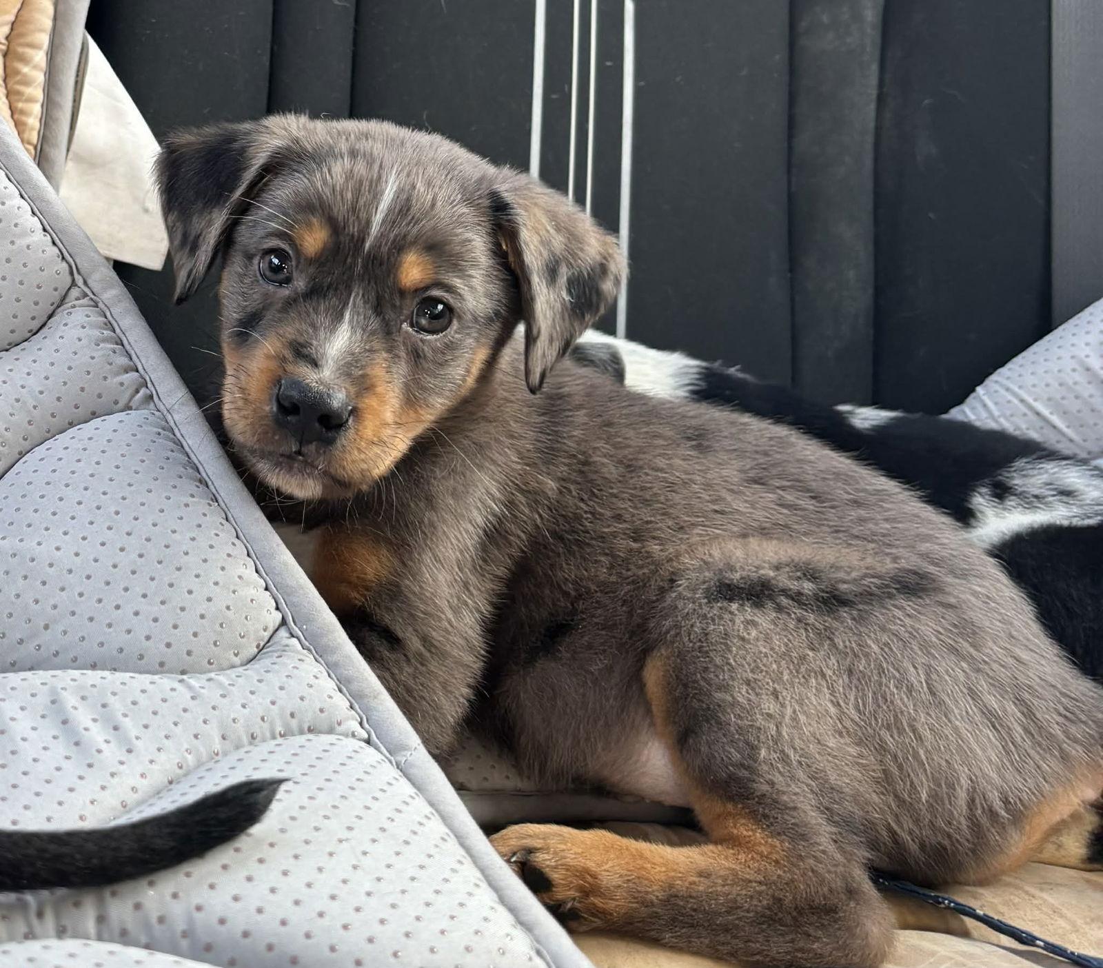 Tucker, Adoptable, Puppy Male Catahoula Leopard Dog.