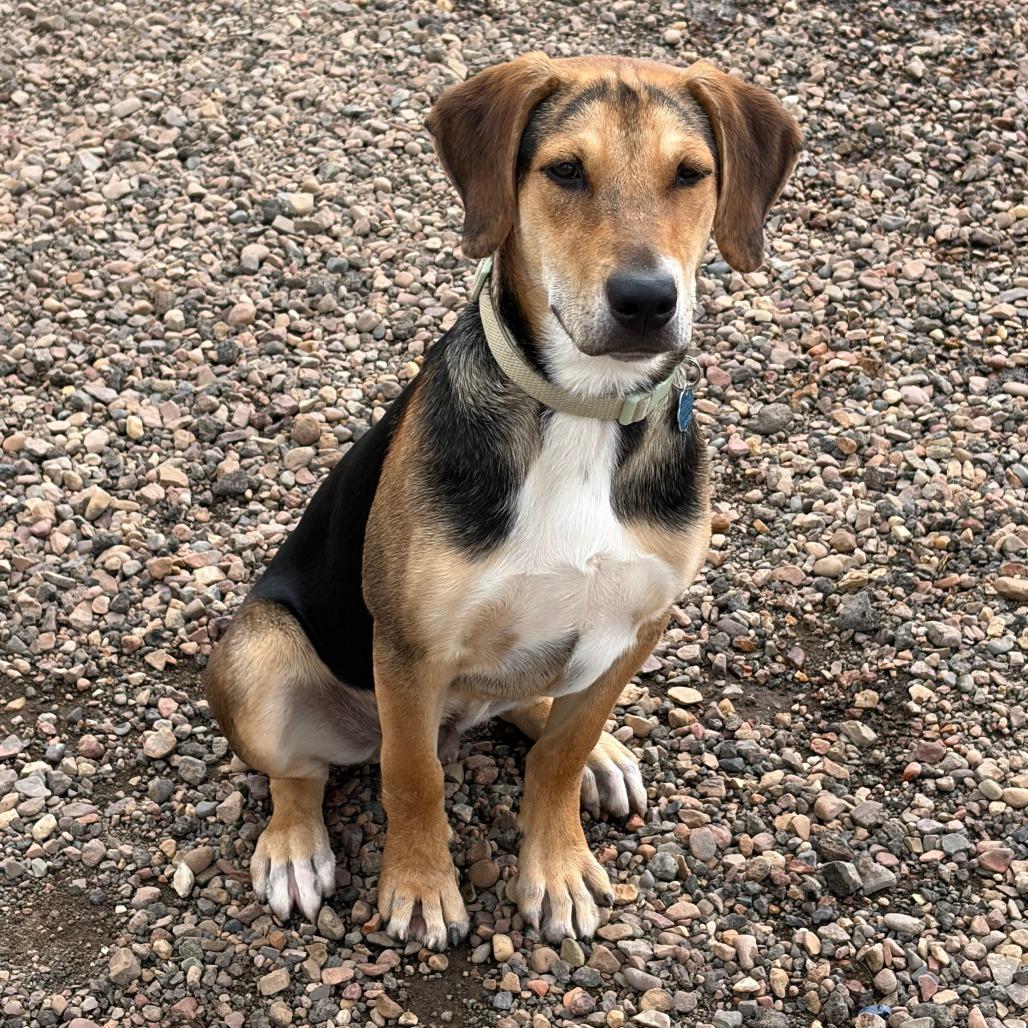 Copper, Adoptable, Puppy Male Hound & Mixed Breed.