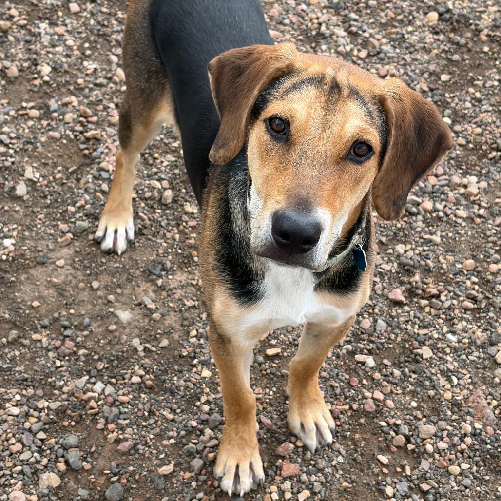 Copper, a Adoptable mixed breed in Show Low, AZ image 2/5