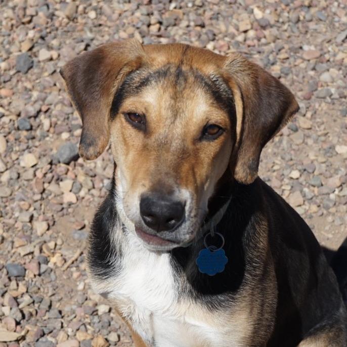 Copper, a Adoptable mixed breed in Show Low, AZ image 3/5