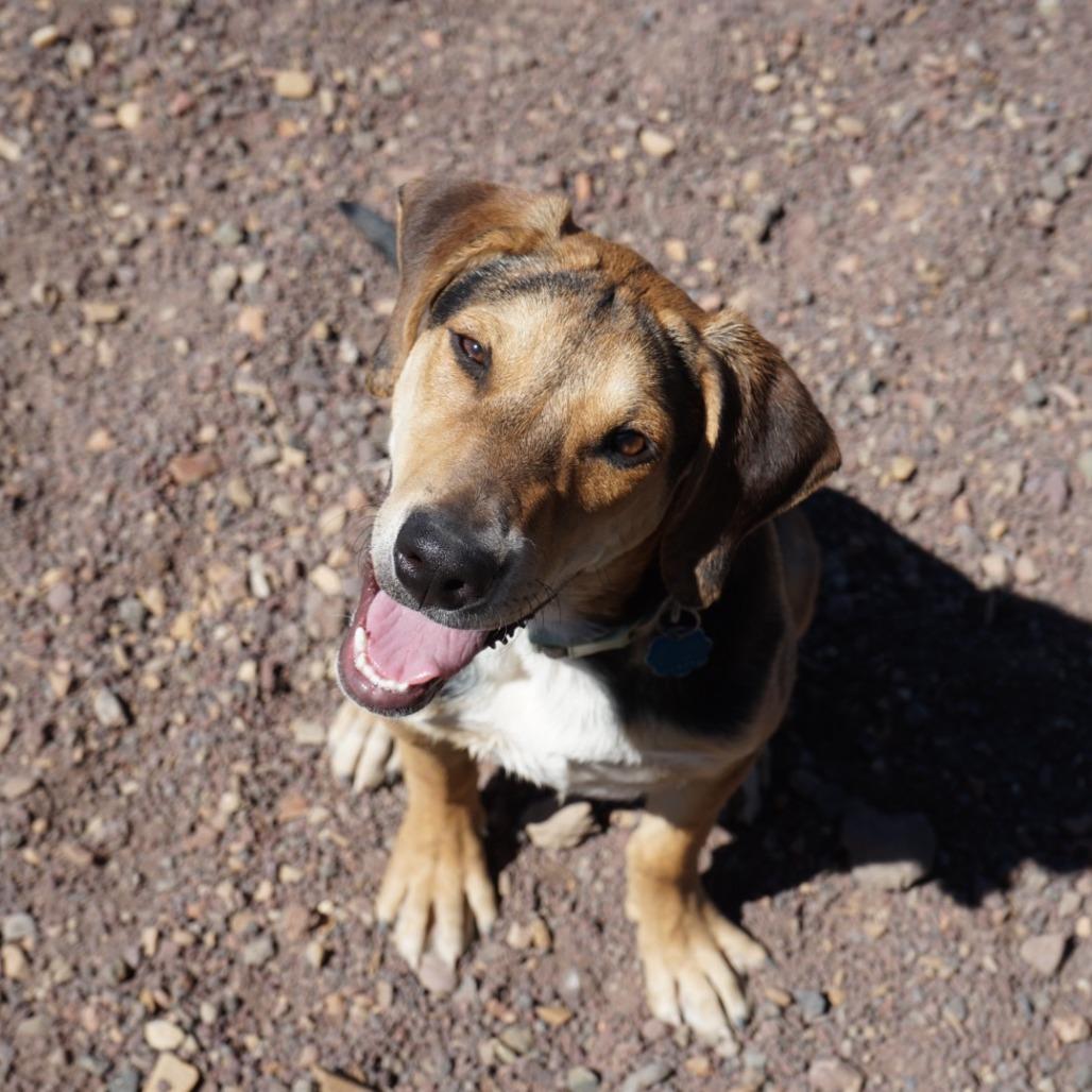 Copper, a Adoptable mixed breed in Show Low, AZ image 4/5