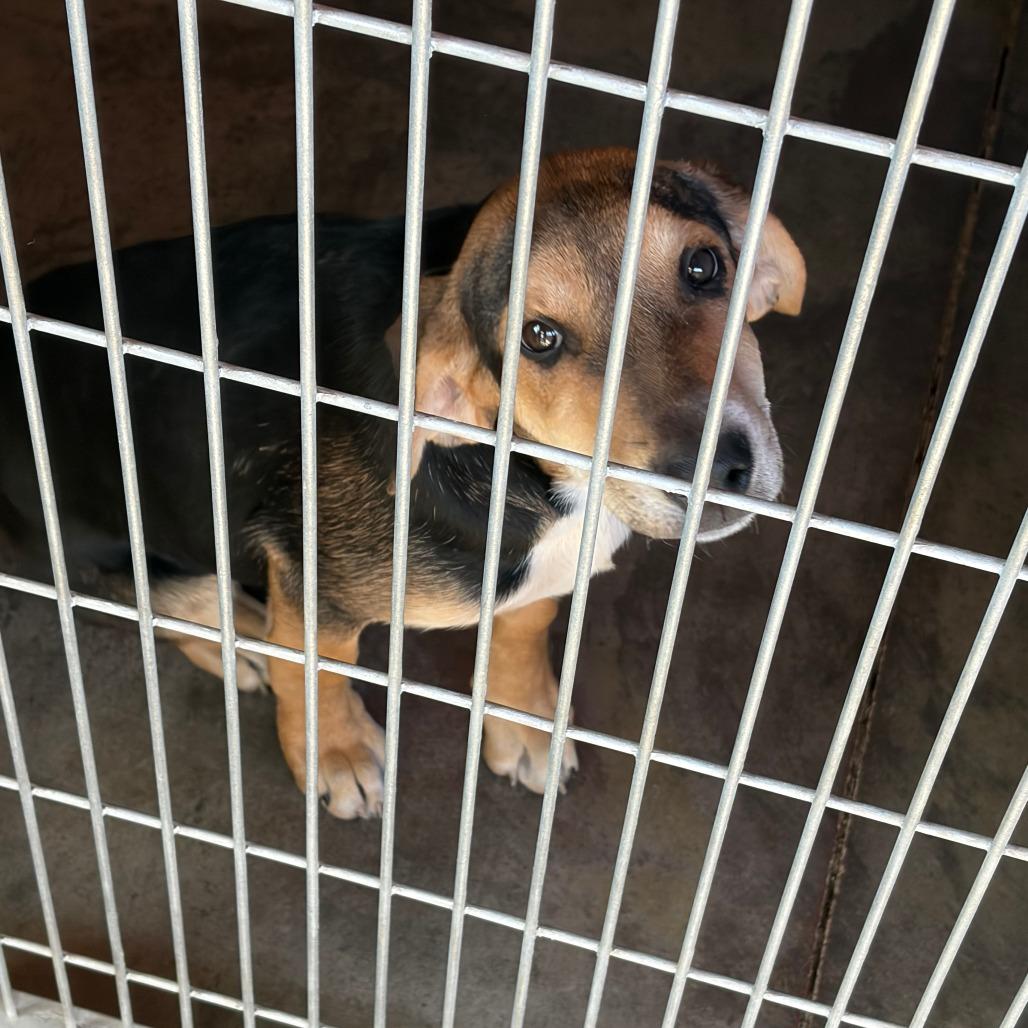 Copper, Adoptable, Young Male Beagle.