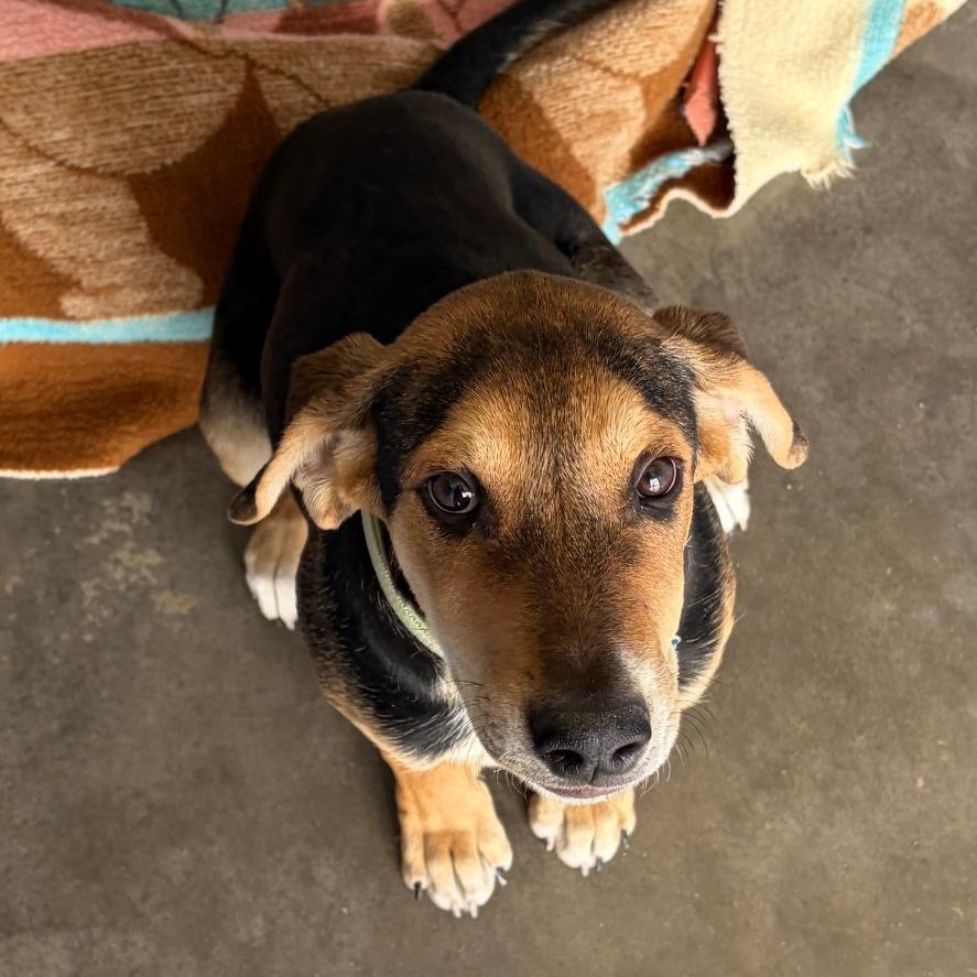 Enlarge Copper, a Adoptable Beagle in Show Low, AZ image 2/2