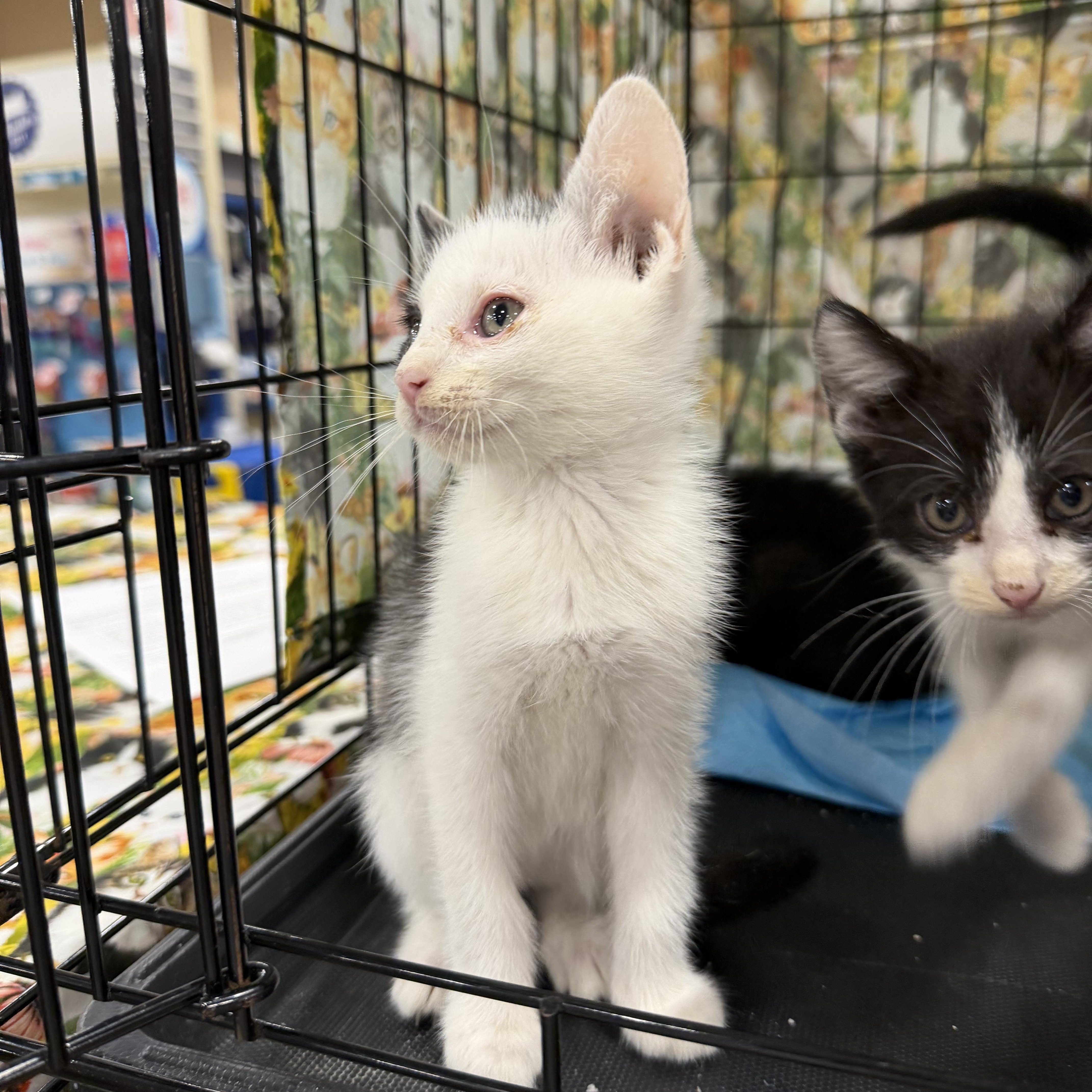 Charlotte, a Adoptable Domestic Short Hair in Bridgeton, NC image 2/2