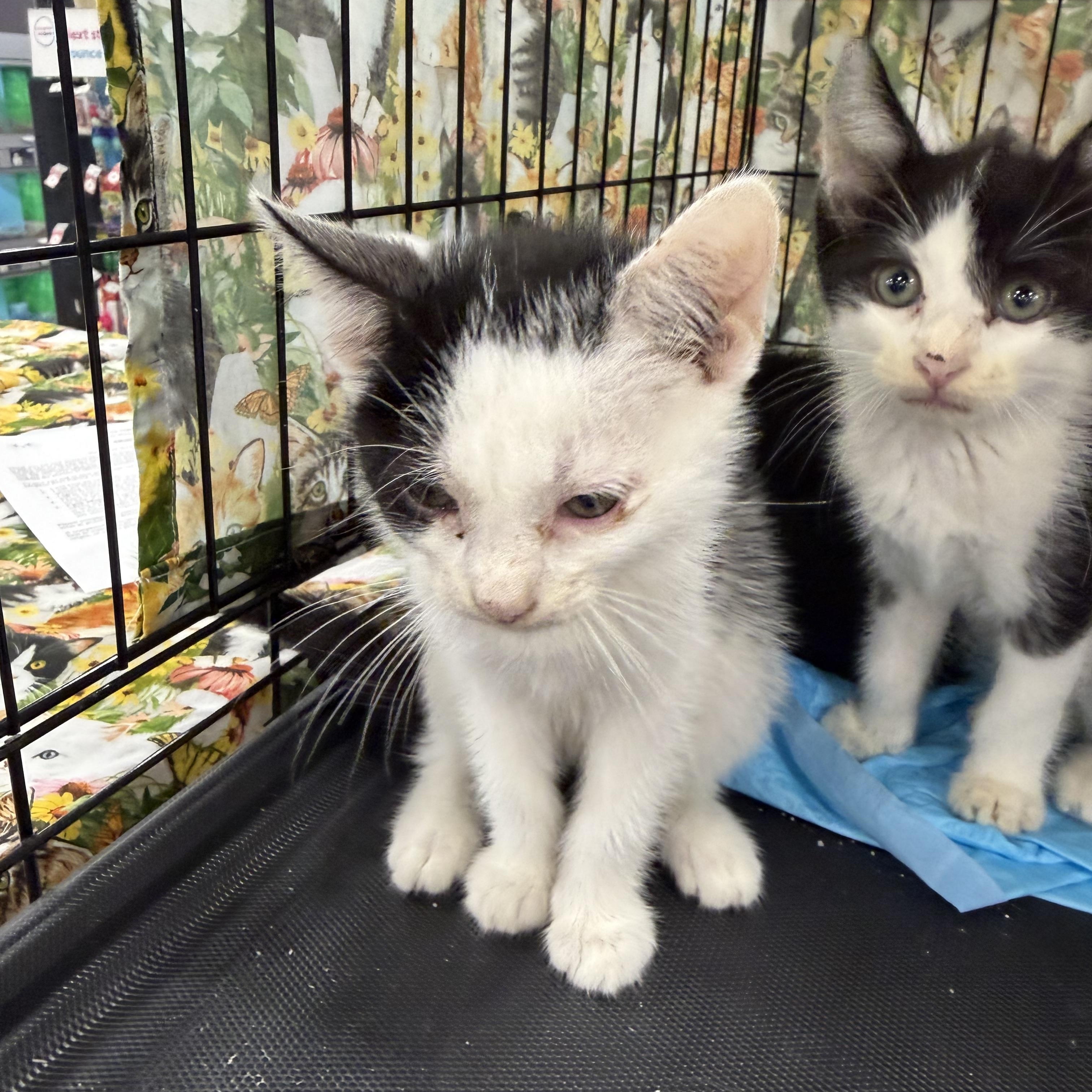 Charlotte, Adoptable, Kitten Female Domestic Short Hair.