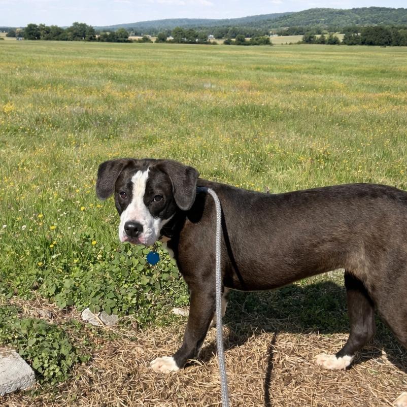 Enlarge Tulip, a Adoptable mixed breed in Springfield, MO image 1/6