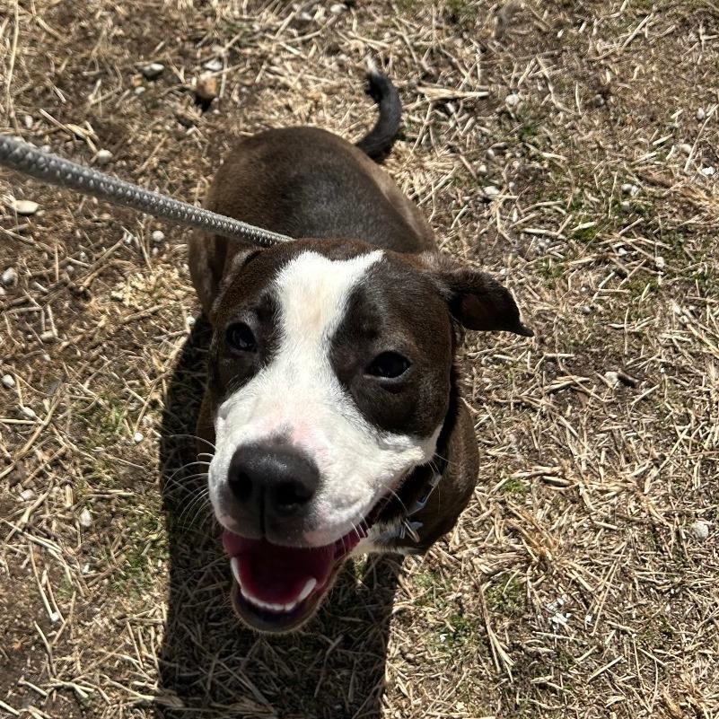 Enlarge Tulip, a Adoptable mixed breed in Springfield, MO image 2/6