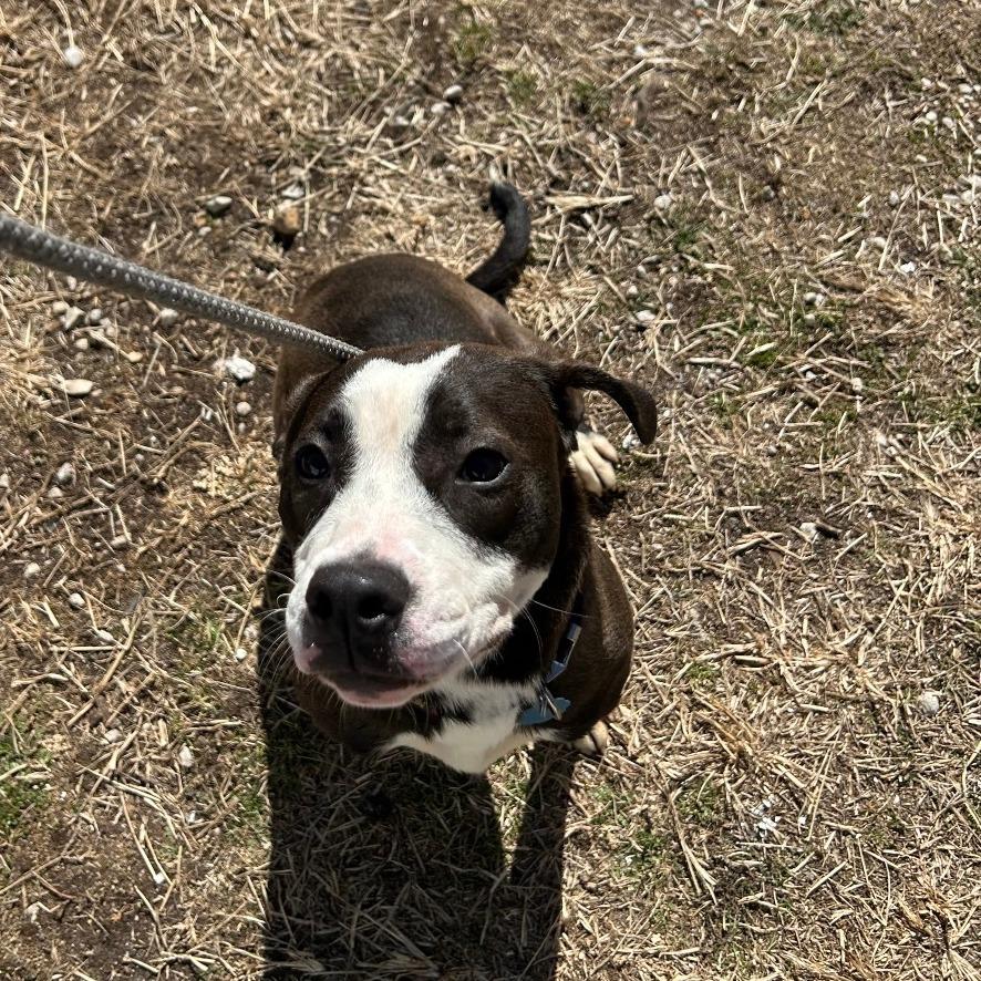 Enlarge Tulip, a Adoptable mixed breed in Springfield, MO image 3/6