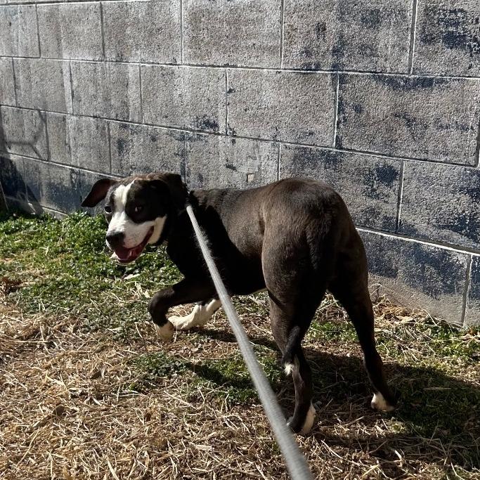 Enlarge Tulip, a Adoptable mixed breed in Springfield, MO image 4/6