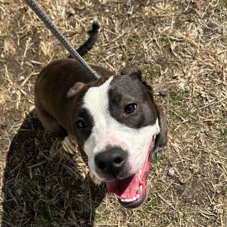 Enlarge Tulip, a Adoptable mixed breed in Springfield, MO image 5/6