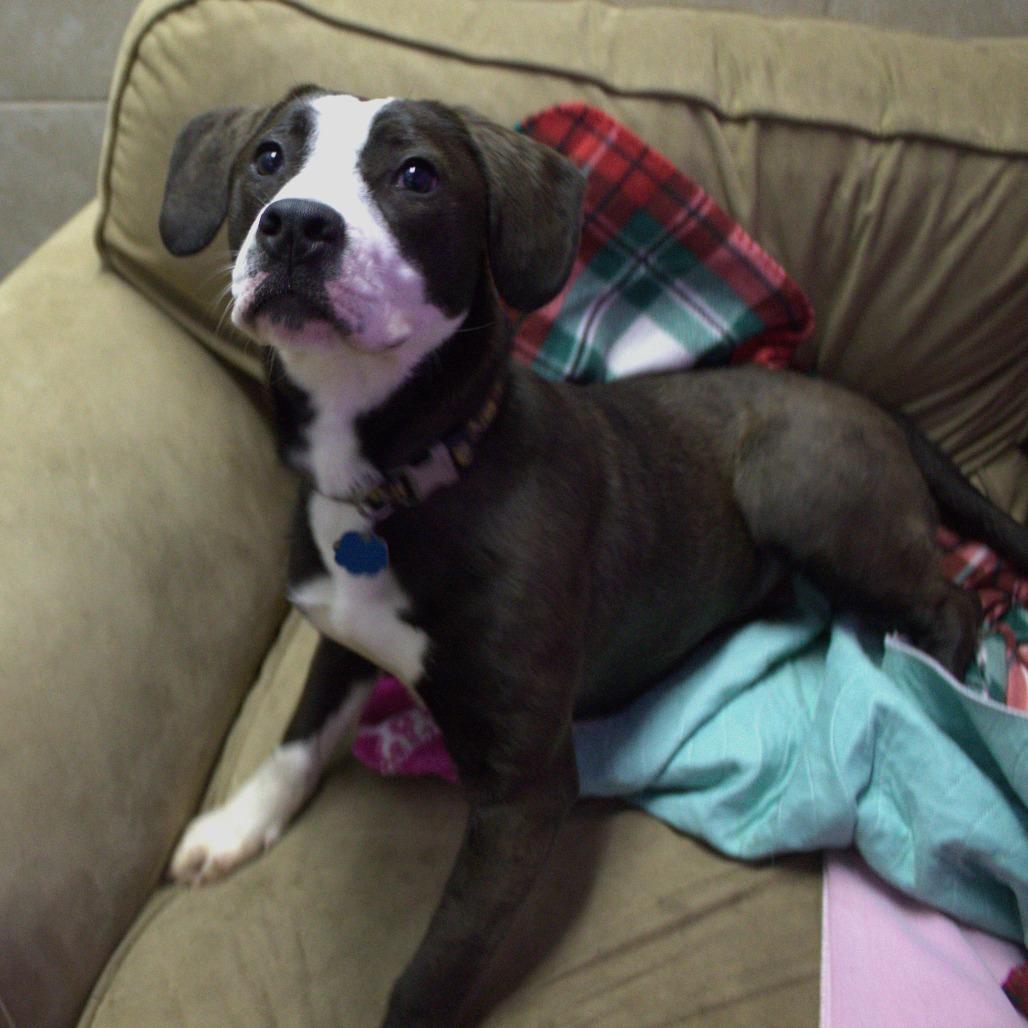 Enlarge Tulip, a Adoptable mixed breed in Springfield, MO image 6/6