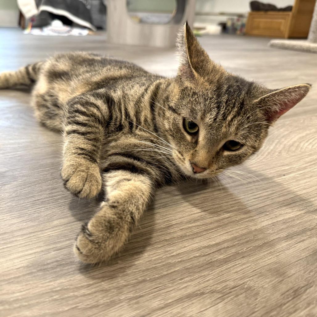 Enlarge Leah, a Adoptable Domestic Short Hair in Goshen, IN image 1/1