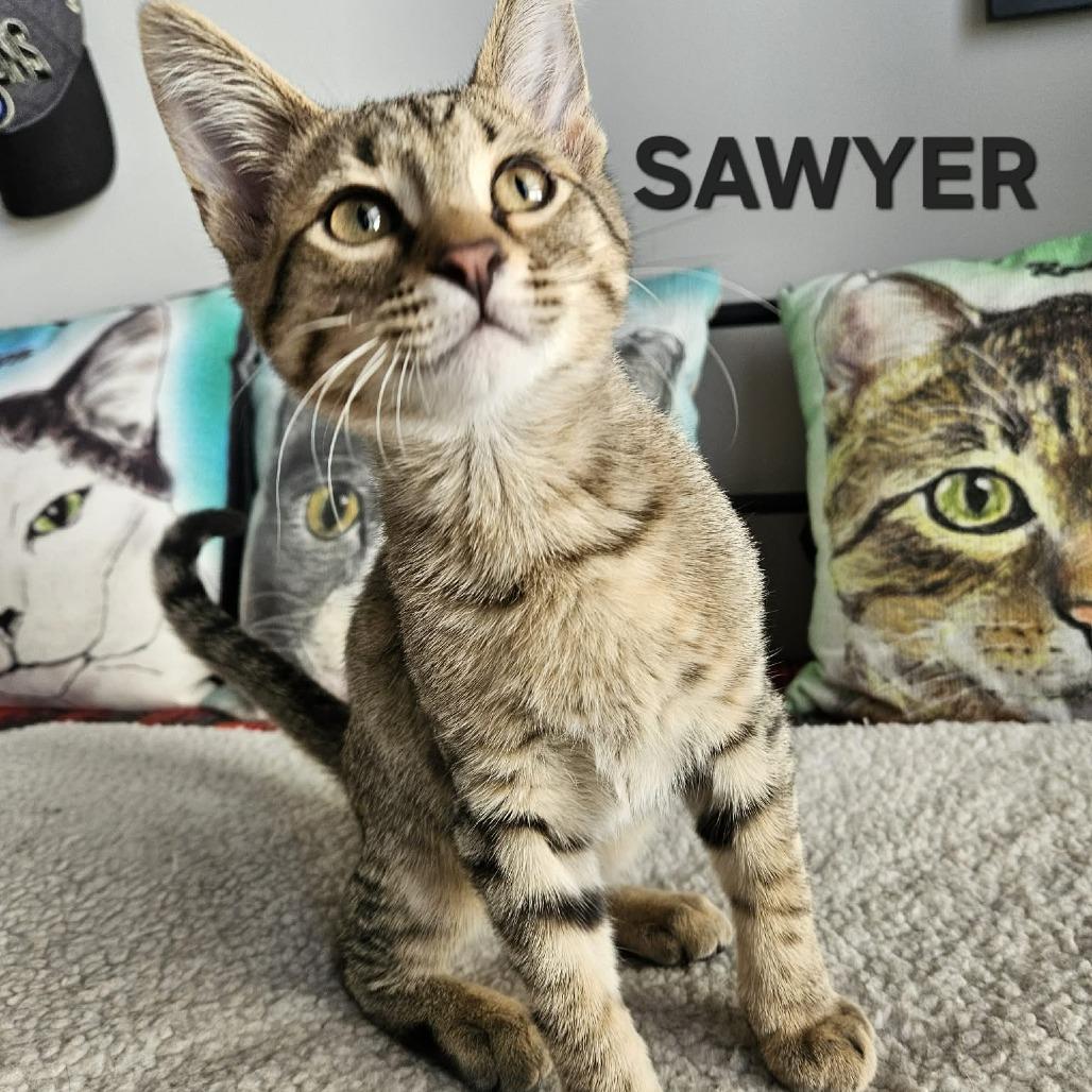 Enlarge Sawyer, a Adoptable Domestic Short Hair in FAIRWAY, KS image 1/1