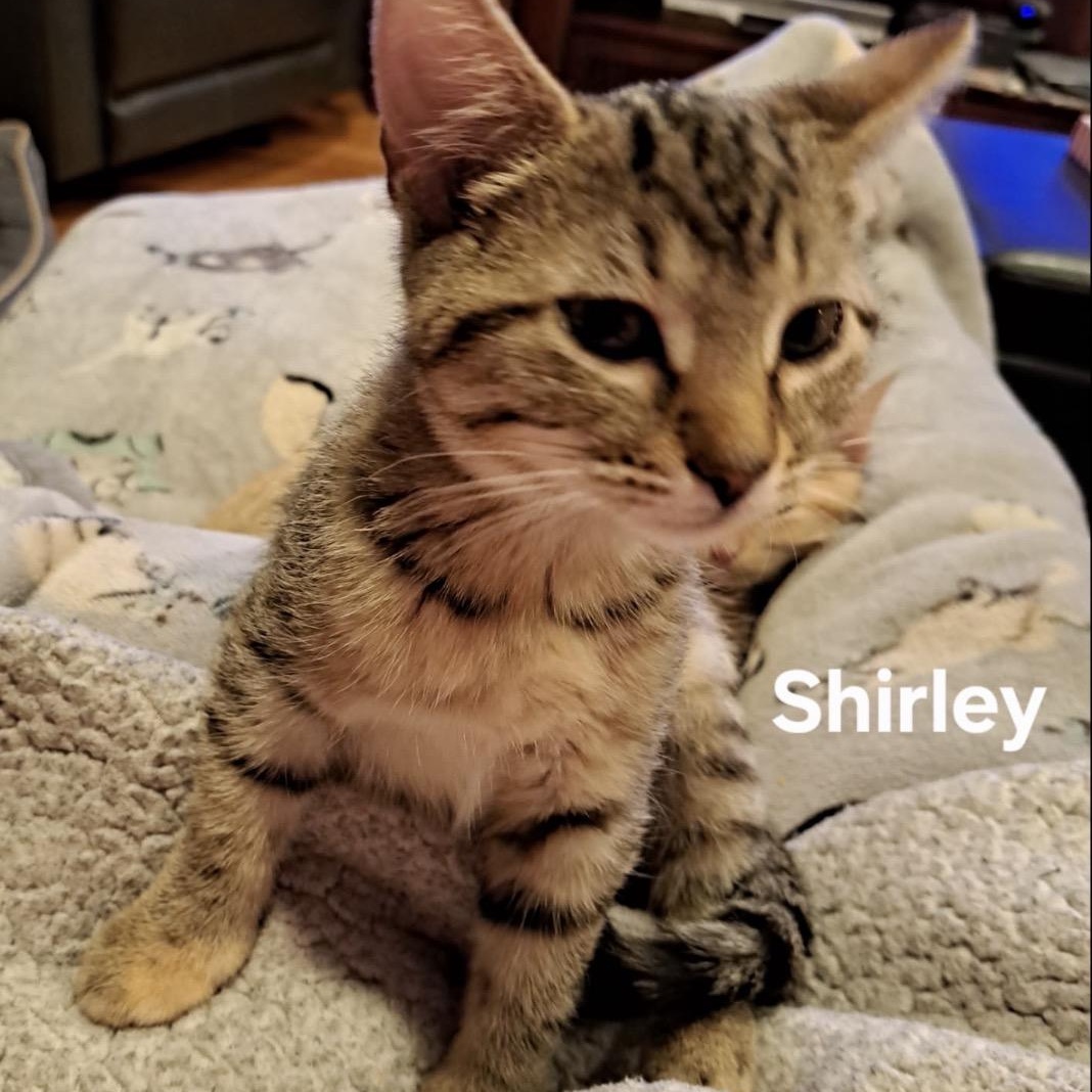 Shirley thumbnail 3