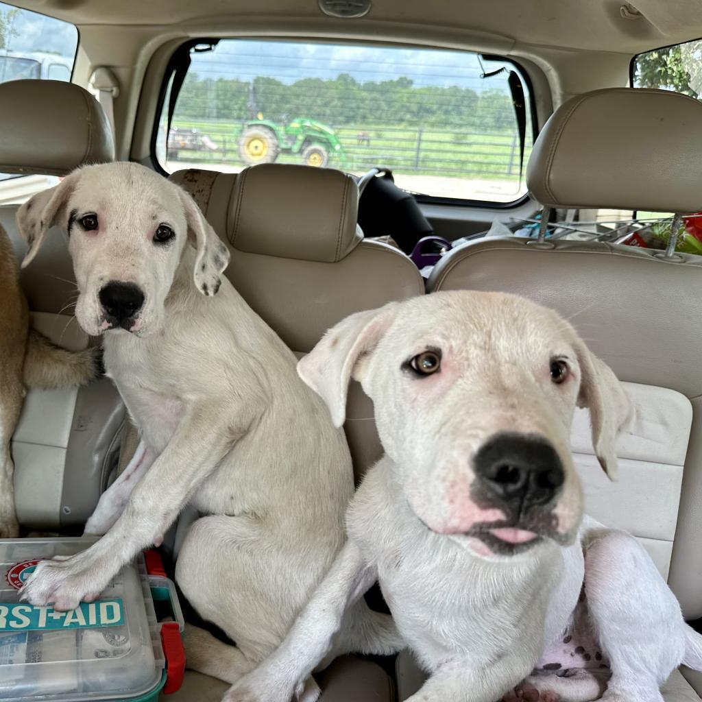 Skittles, Adoptable, Adult Male Great Dane & Labrador Retriever.