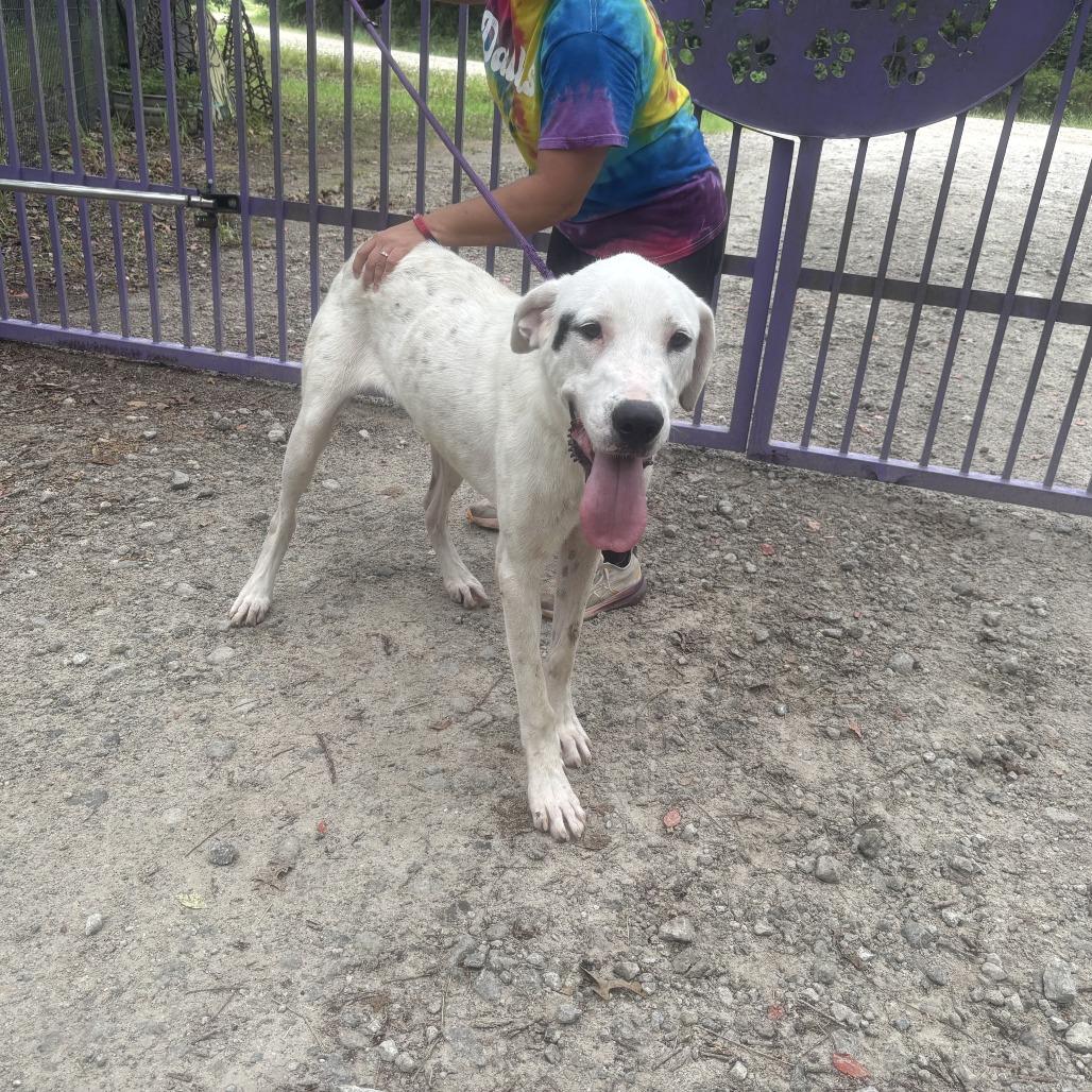 Enlarge Skittles, a Adoptable mixed breed in Dallas, TX image 2/2