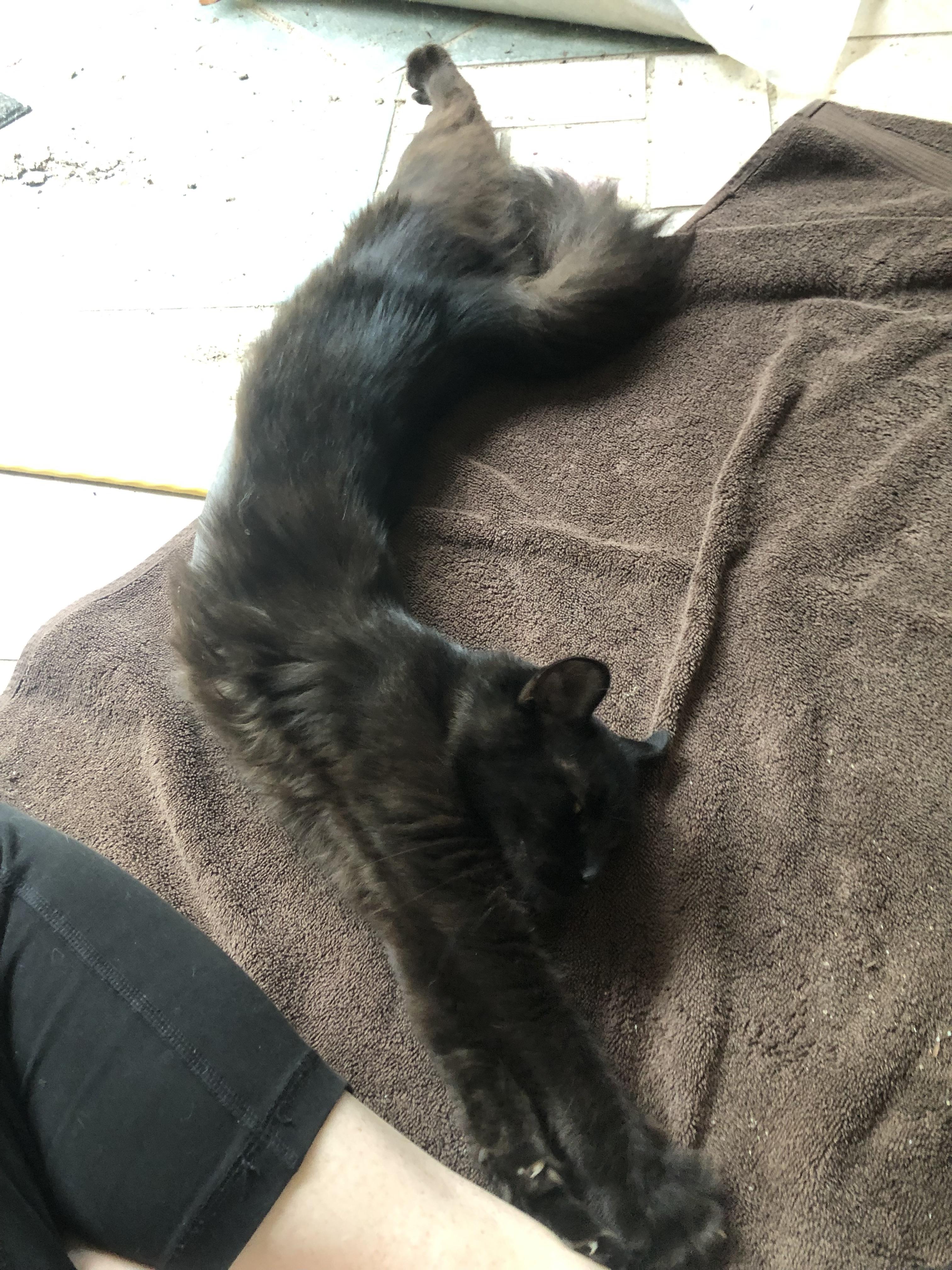 Nadia, a Adoptable Domestic Medium Hair in Tallahassee, FL image 1/3