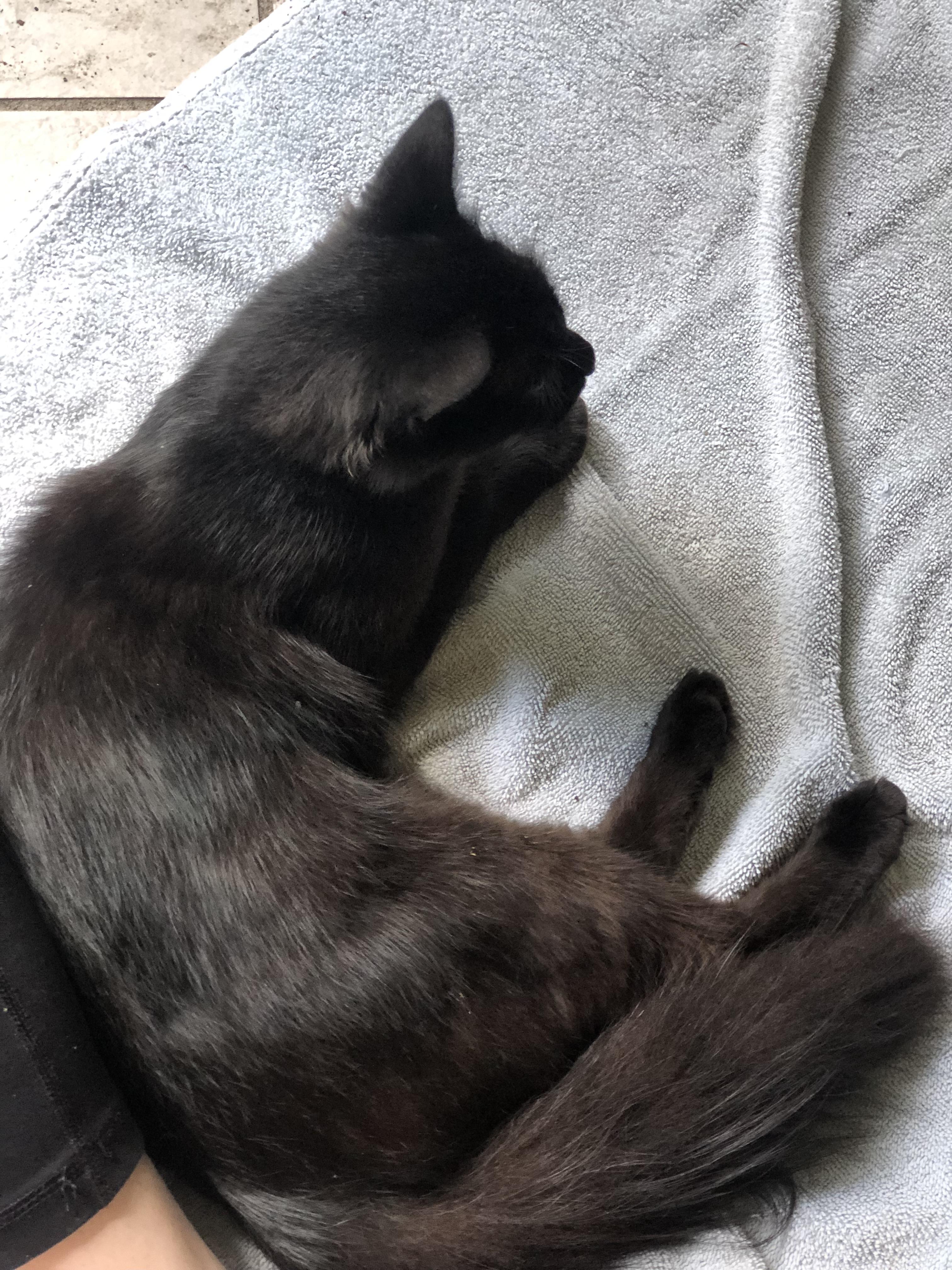 Nadia, Adoptable, Young Female Domestic Medium Hair.