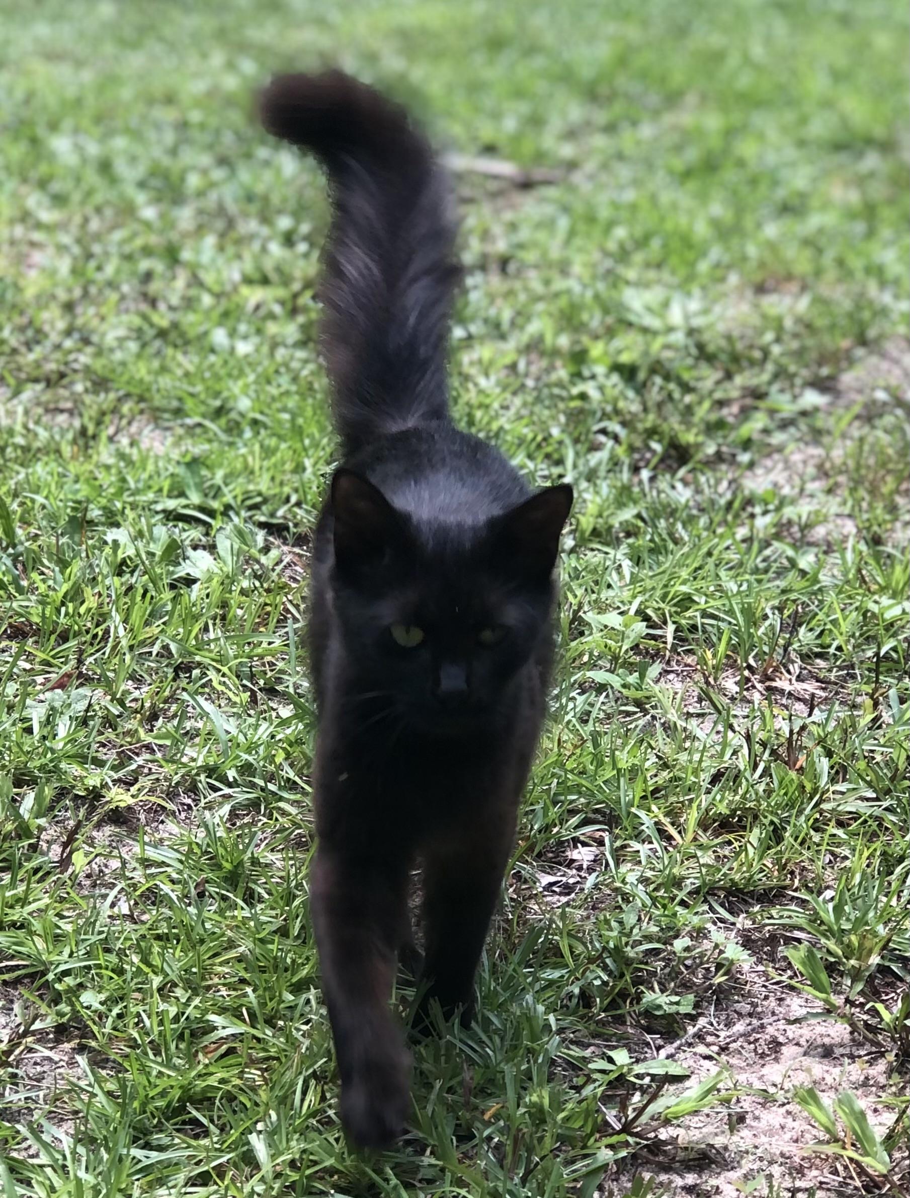 Nadia, a Adoptable Domestic Medium Hair in Tallahassee, FL image 3/3