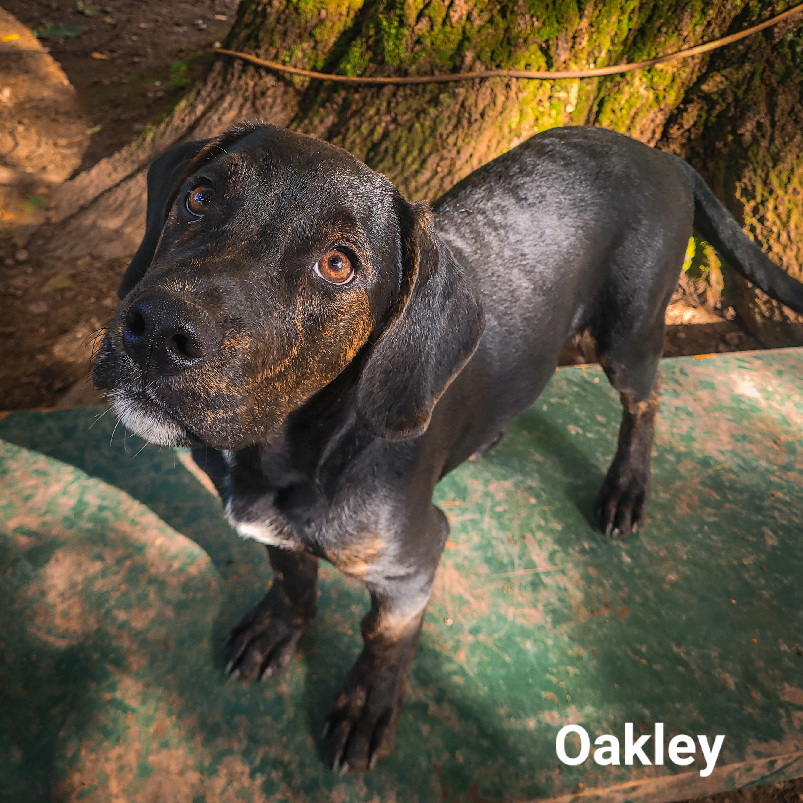 Oakley, an adopted Plott Hound in Salamanca, NY_image-1