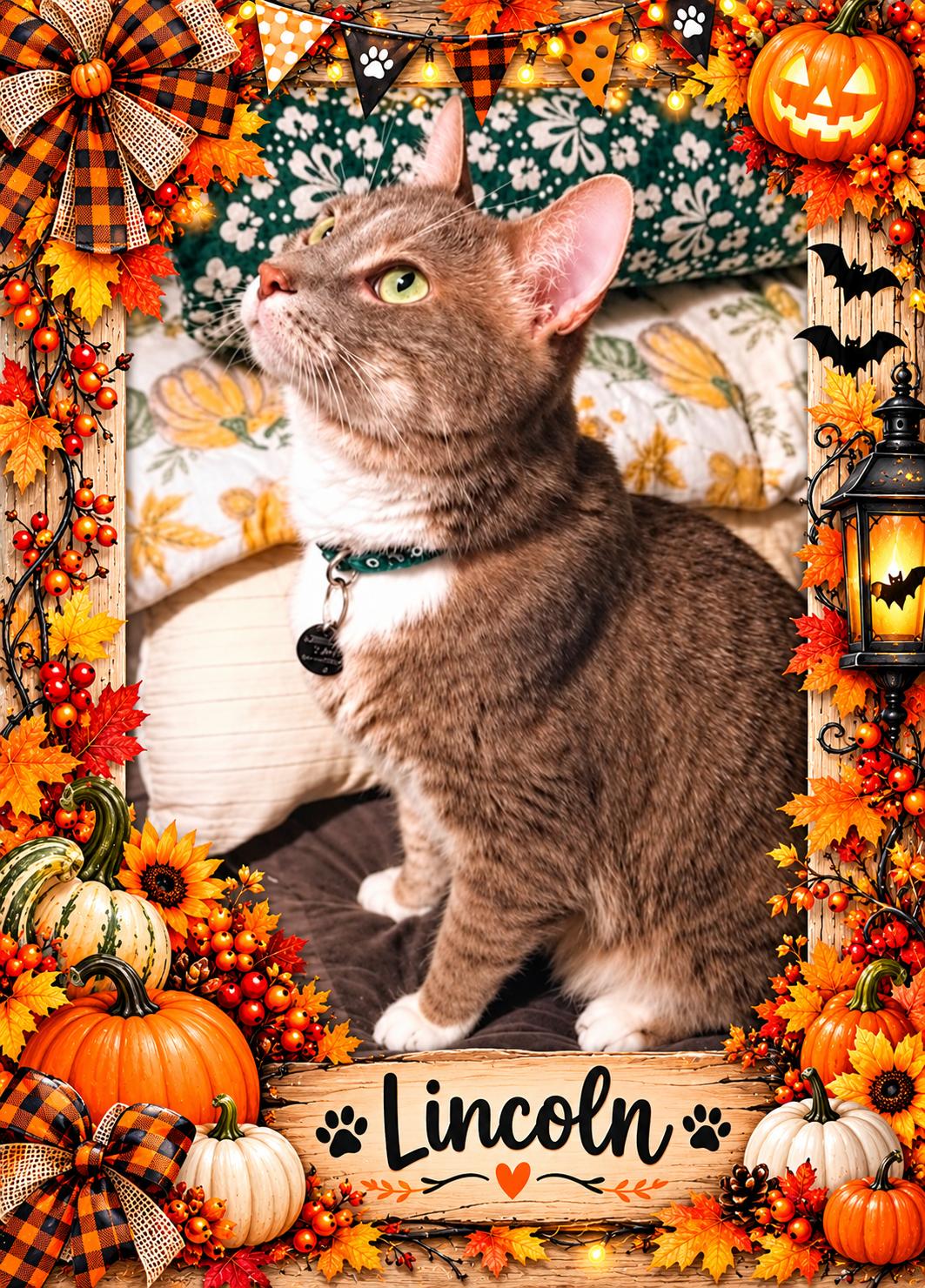 Lincoln-5 yr old-SNUGGLER, Adoptable, Adult Male Tabby & Domestic Short Hair.