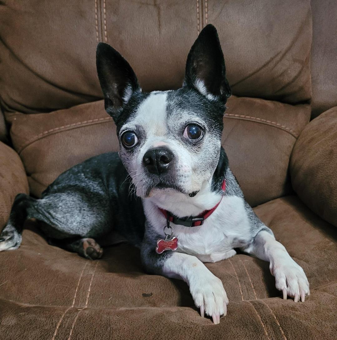 Enlarge Austin in MO, a Adoptable Boston Terrier in Wichita, KS image 1/6