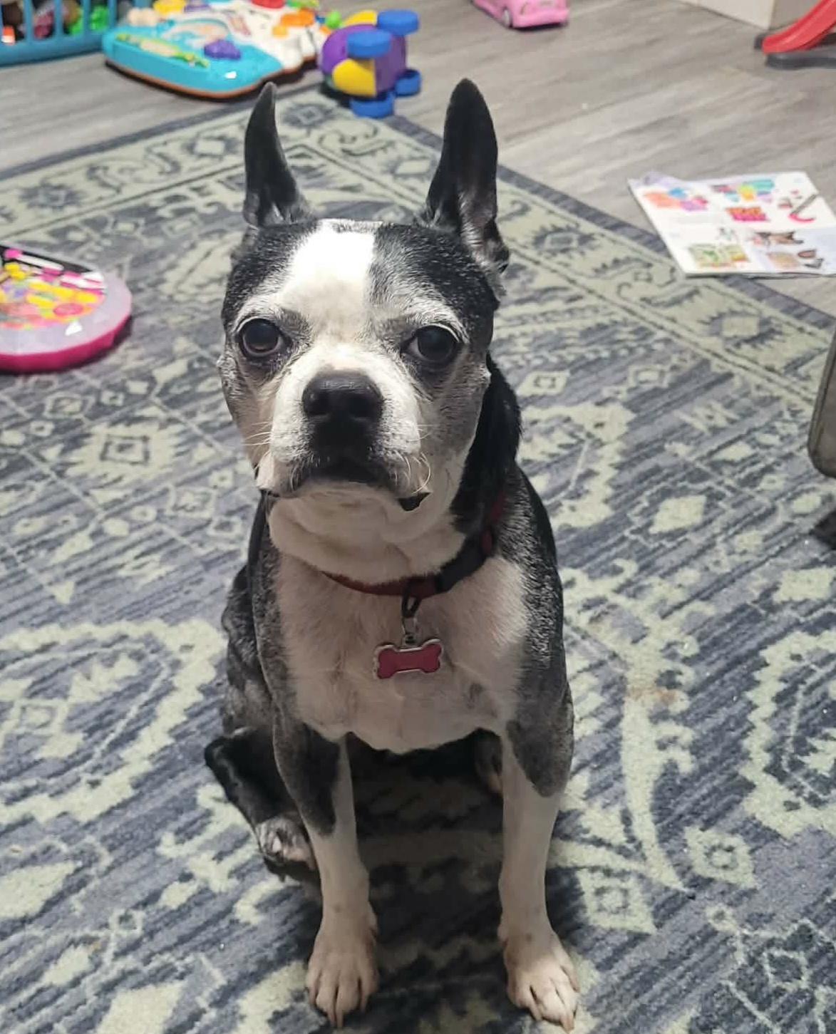 Enlarge Austin in MO, a Adoptable Boston Terrier in Wichita, KS image 4/6