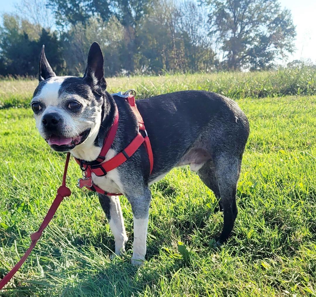 Enlarge Austin in MO, a Adoptable Boston Terrier in Wichita, KS image 3/6