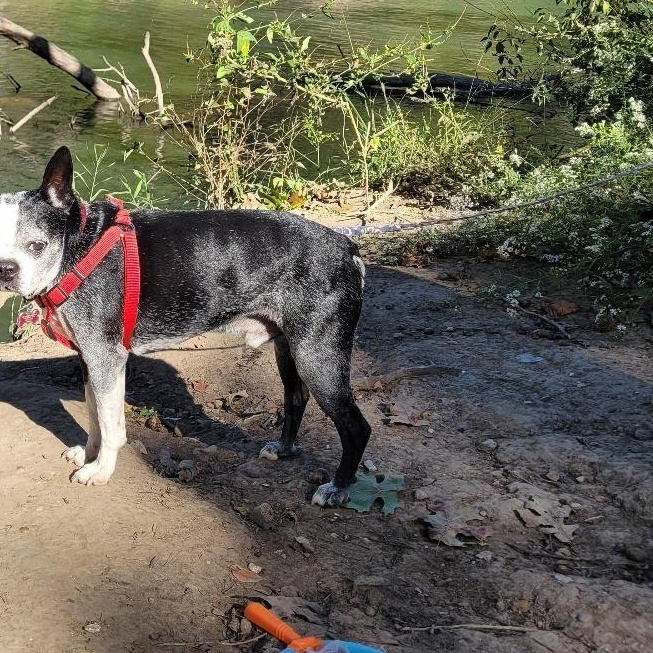Enlarge Austin in MO, a Adoptable Boston Terrier in Wichita, KS image 2/6
